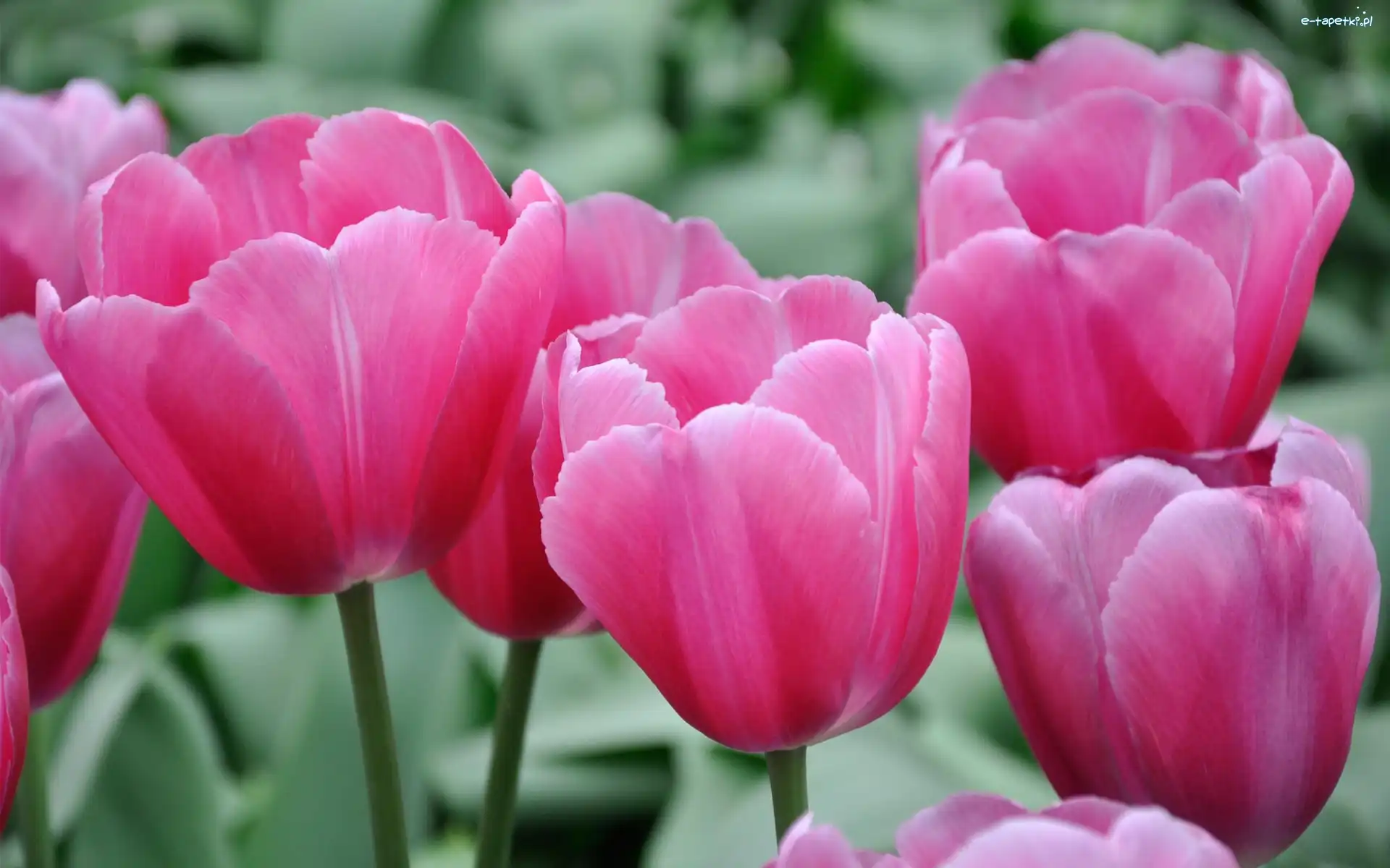Kwiaty, Tulipany, Różowe