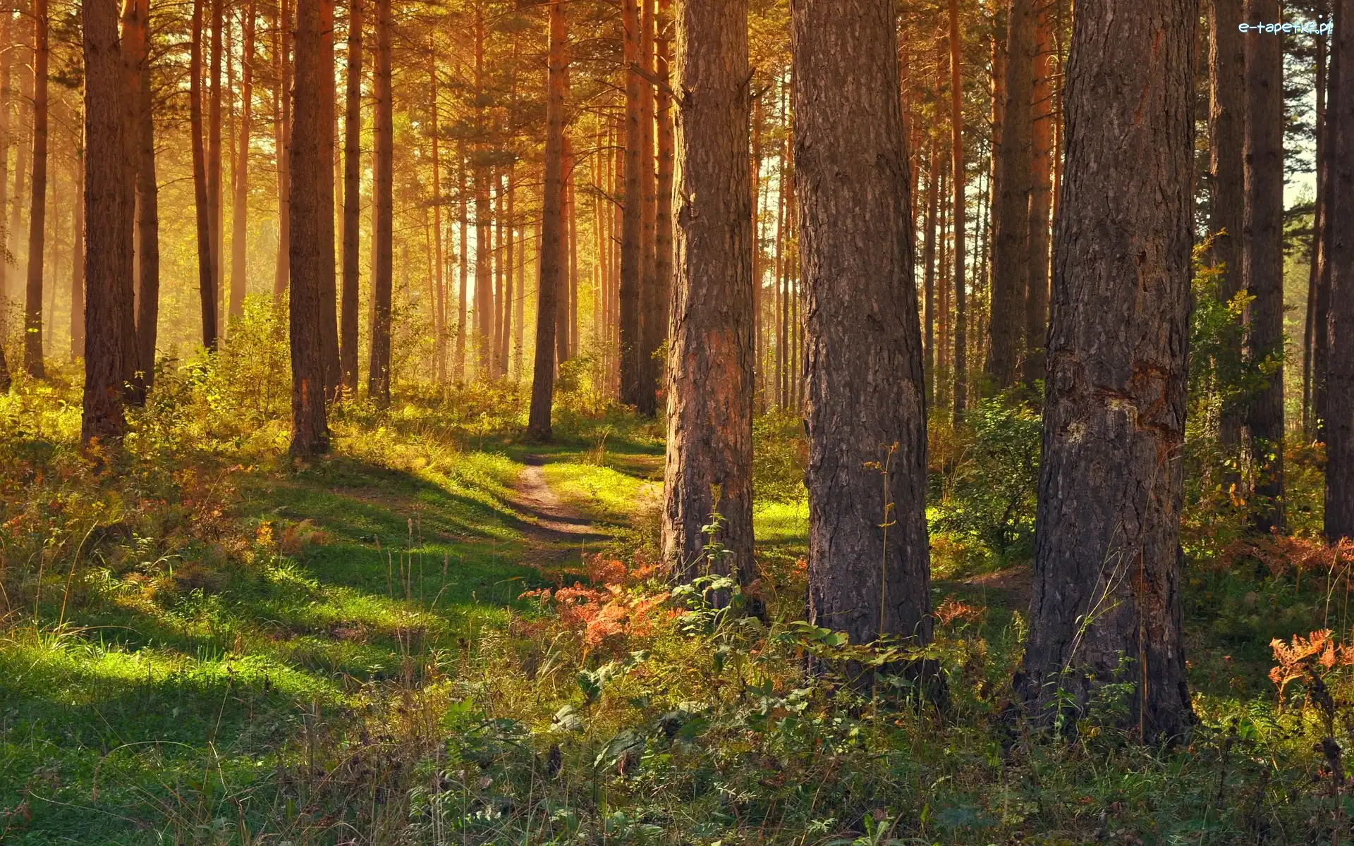 Ścieżka, Przebijające Światło, Roślinność, Las