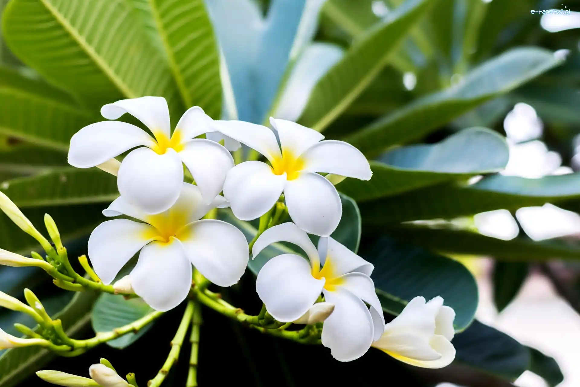 Liście, Plumeria, Kwiaty