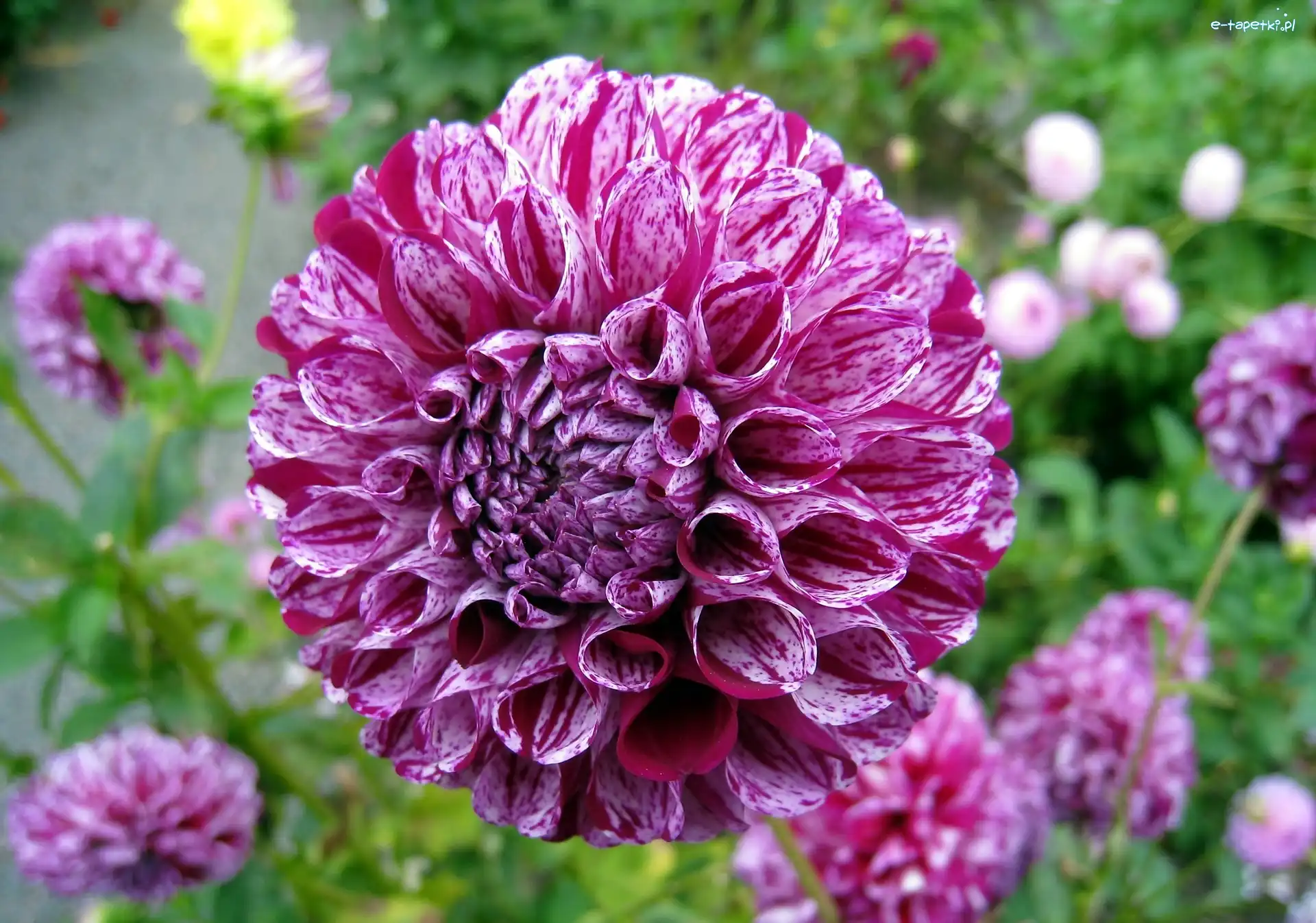 Dalia, Kwiat
