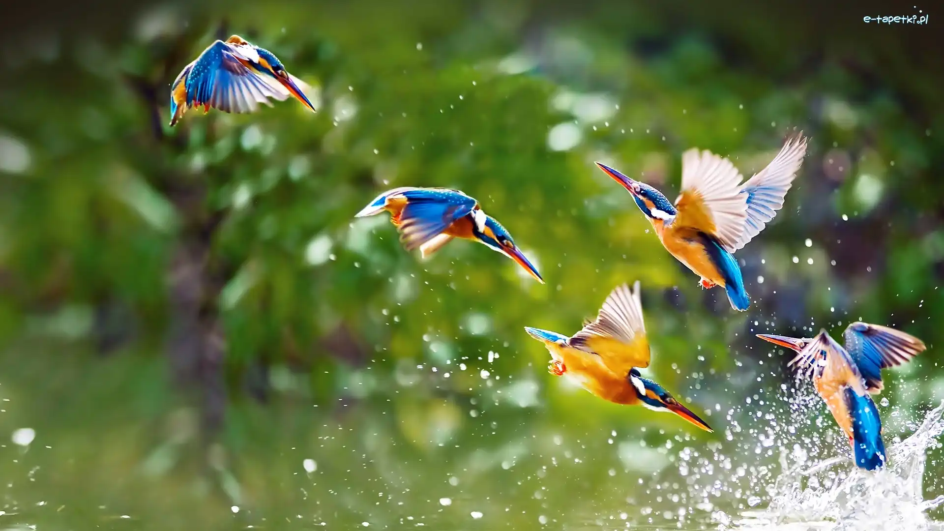 Kolibry, Wody, Krople, Ptaki