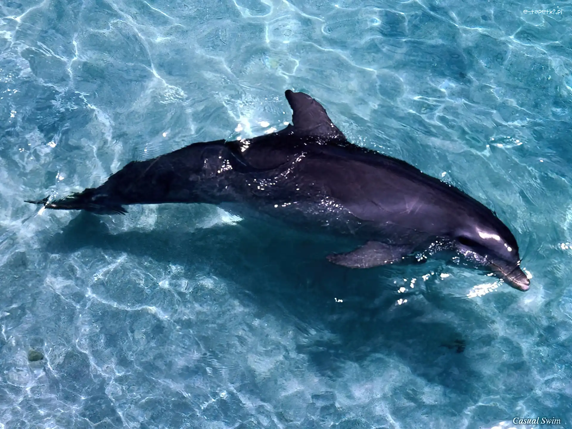 Delfin