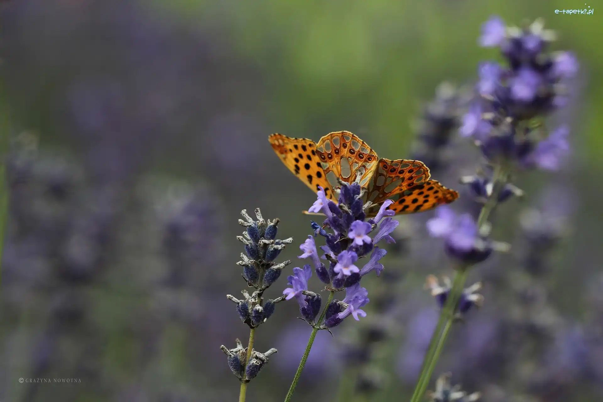 Pomarańczowy, Motyl, Lawenda