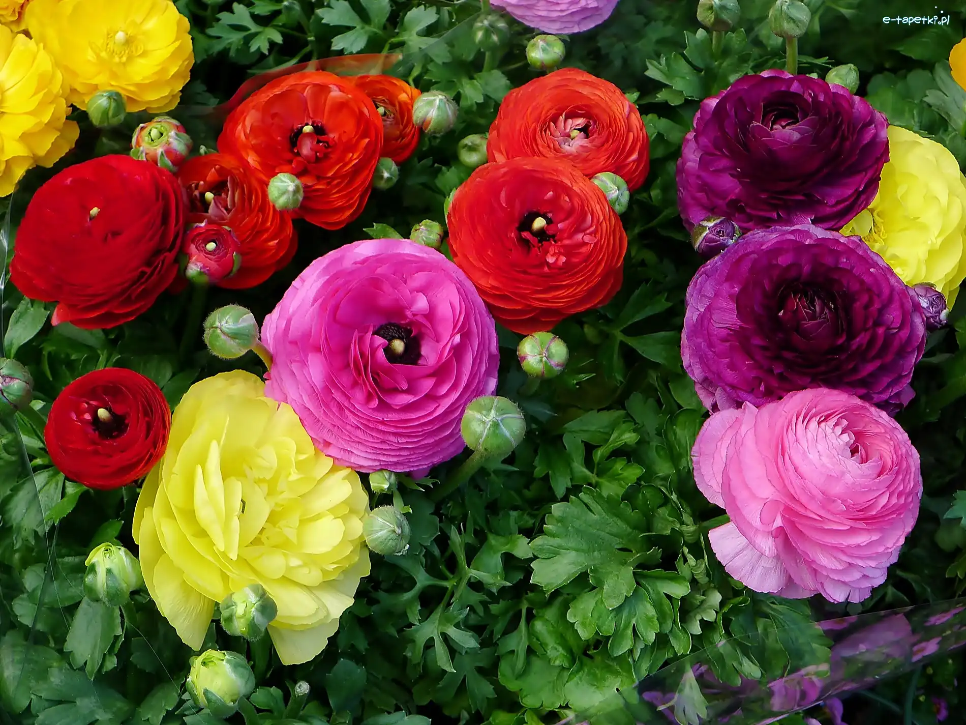 Aster, Kwiaty, Azjatycki, Kwitnące, Kolorowe