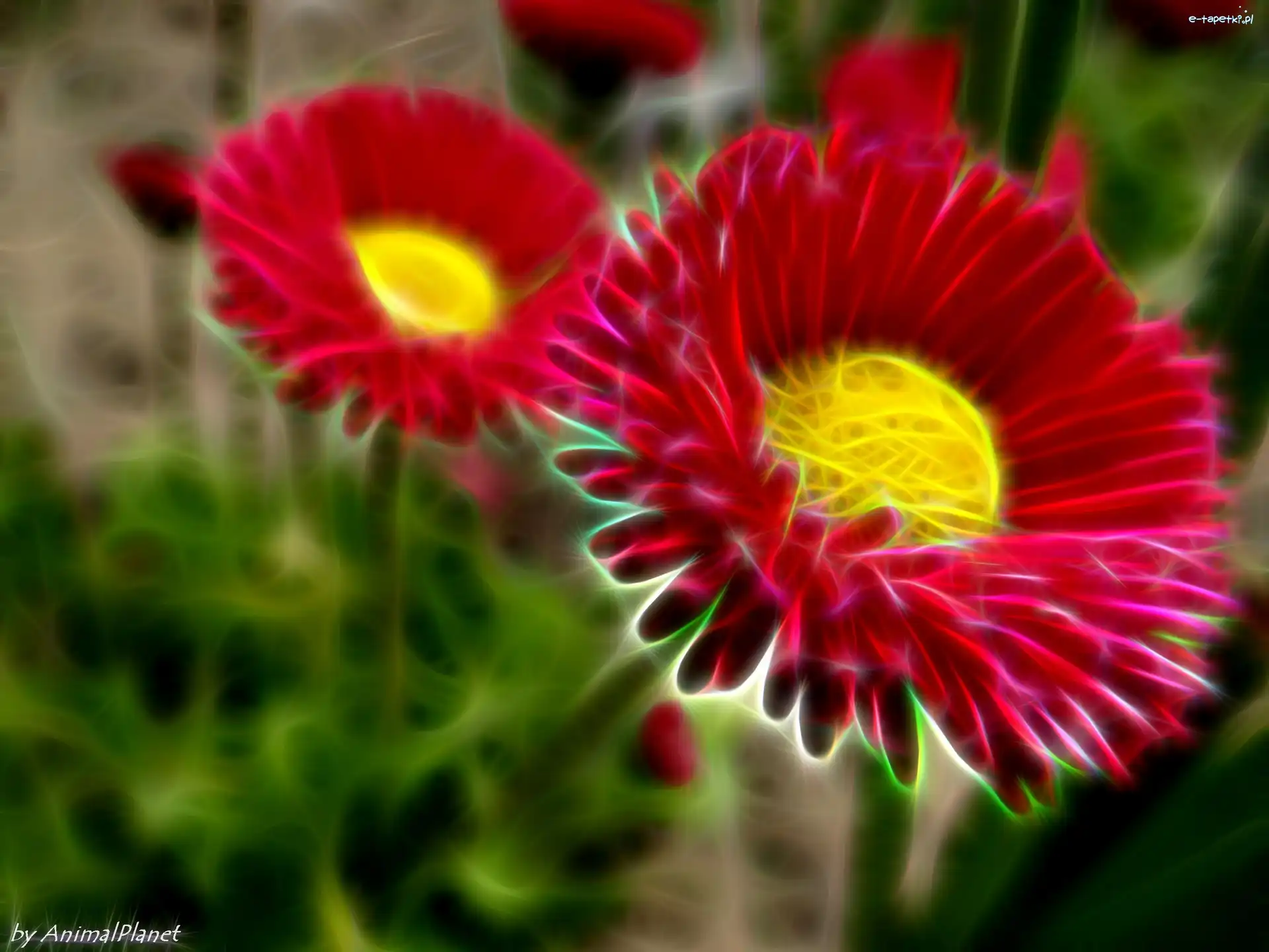 Stokrotki, Fractalius, Grafika