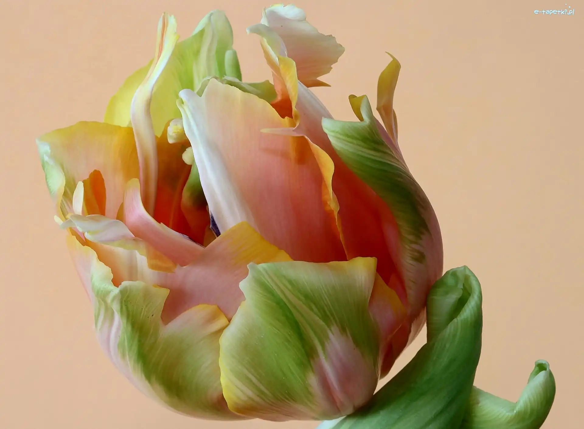 Tulipan, Kolorowy