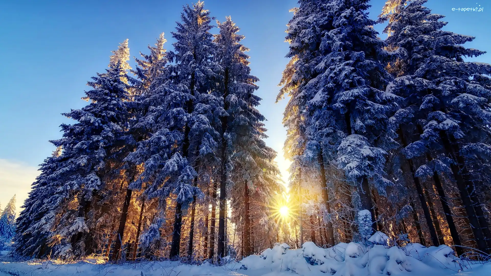 Zima, Las, Śnieg, Słońca, Promienie