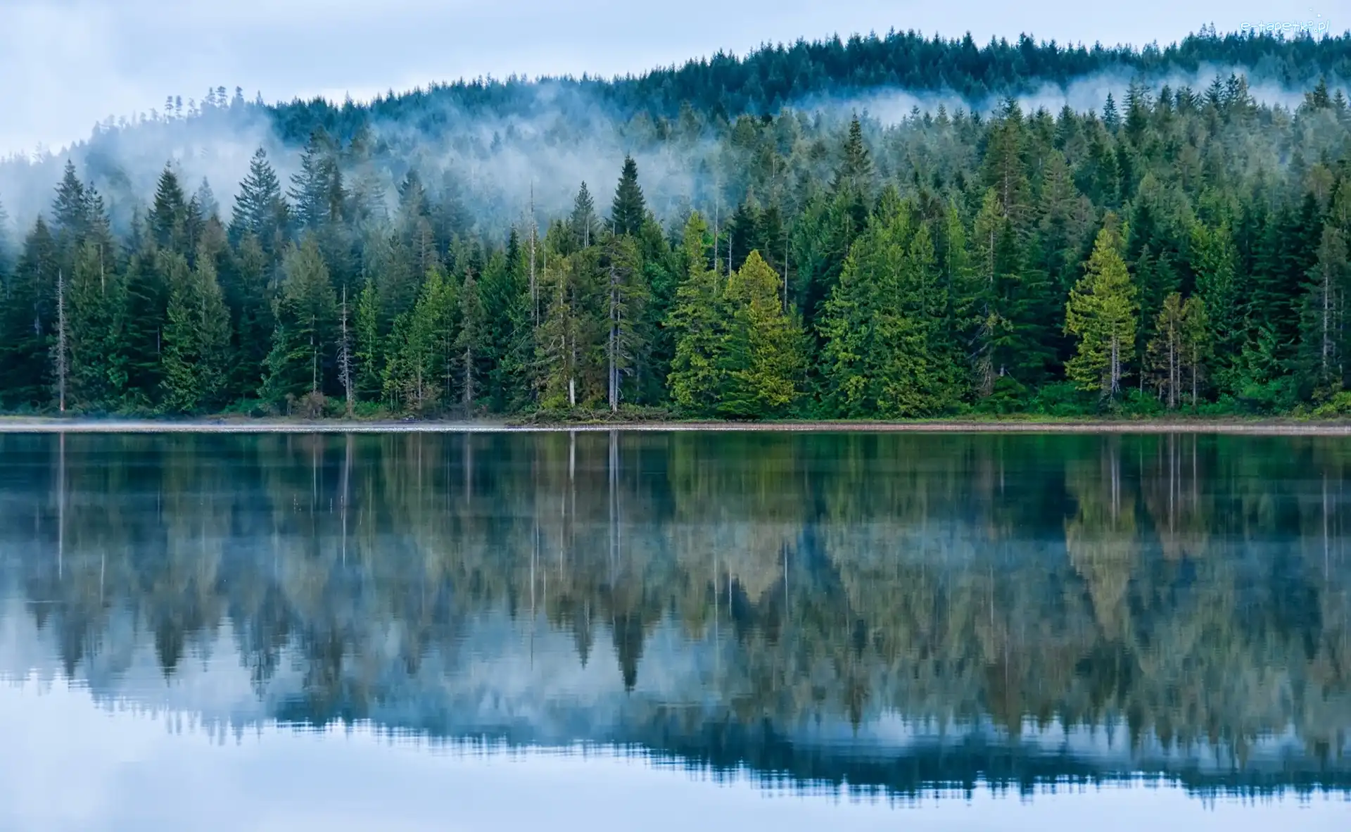 Las, Mgła, Drzewa, Jezioro