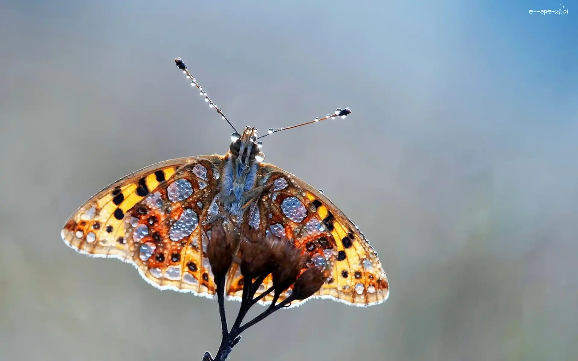 Wody, Kropelki, Motyl