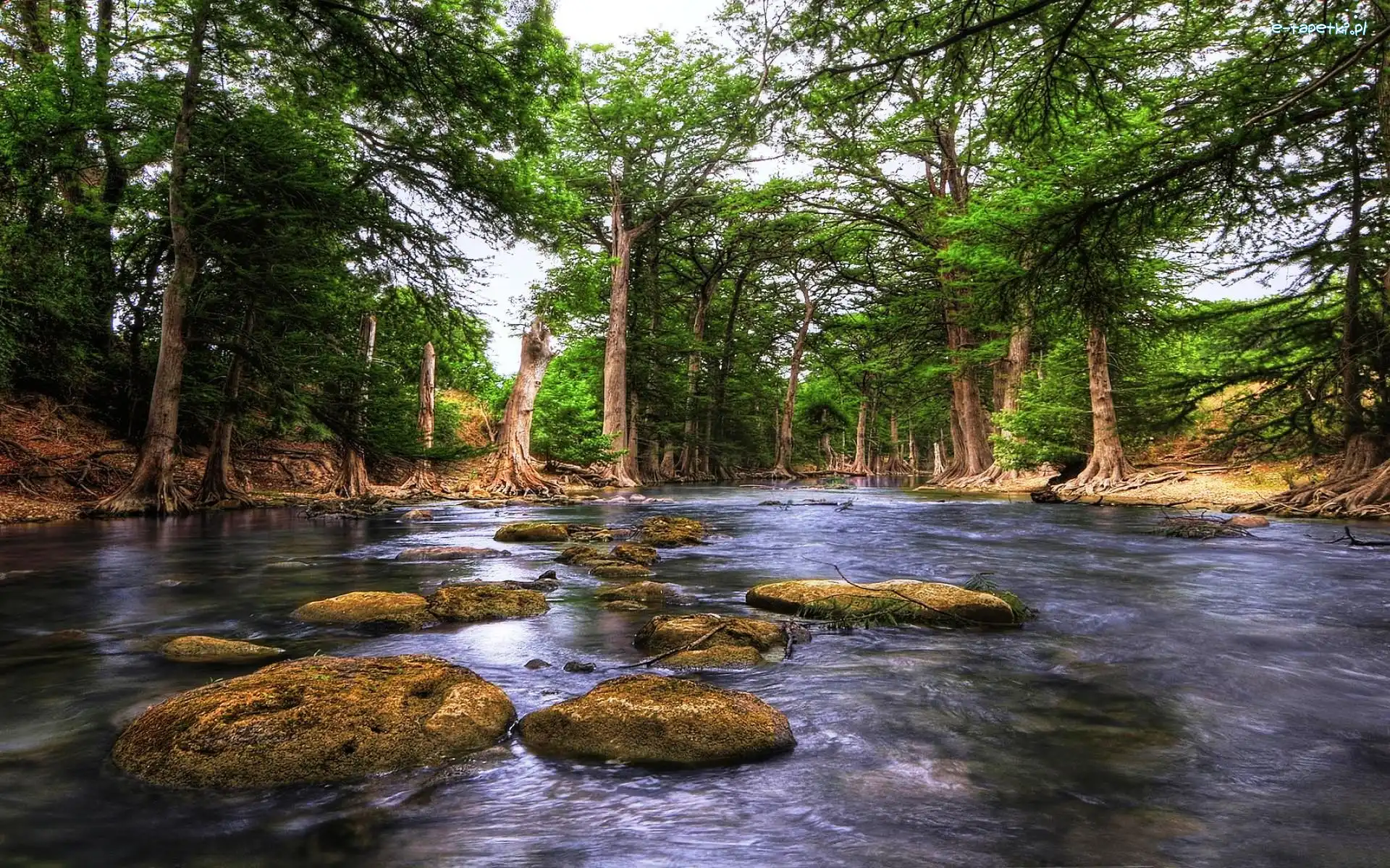 Kamienie, Las, Rzeka