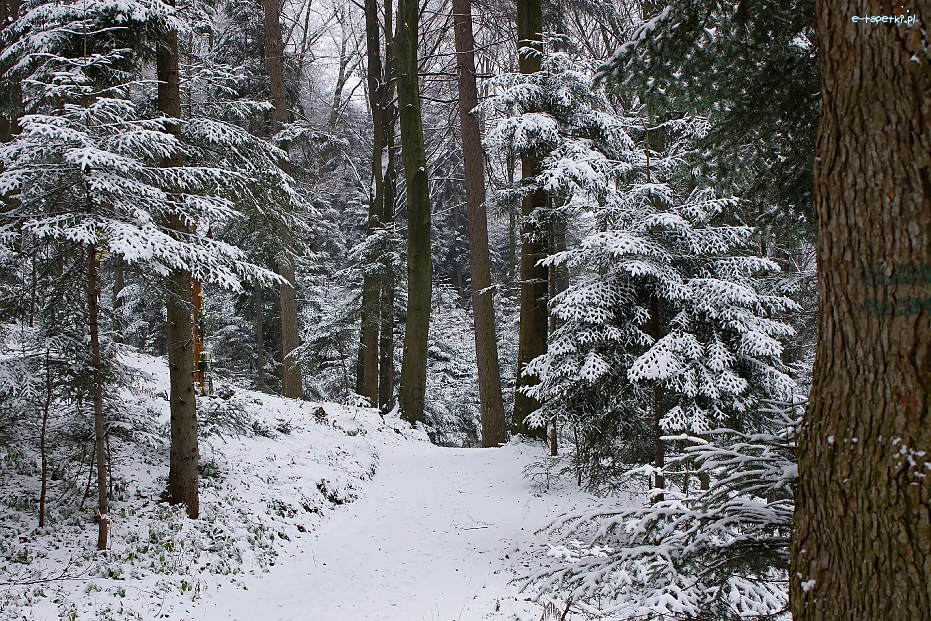 Śnieg, Zima, Las