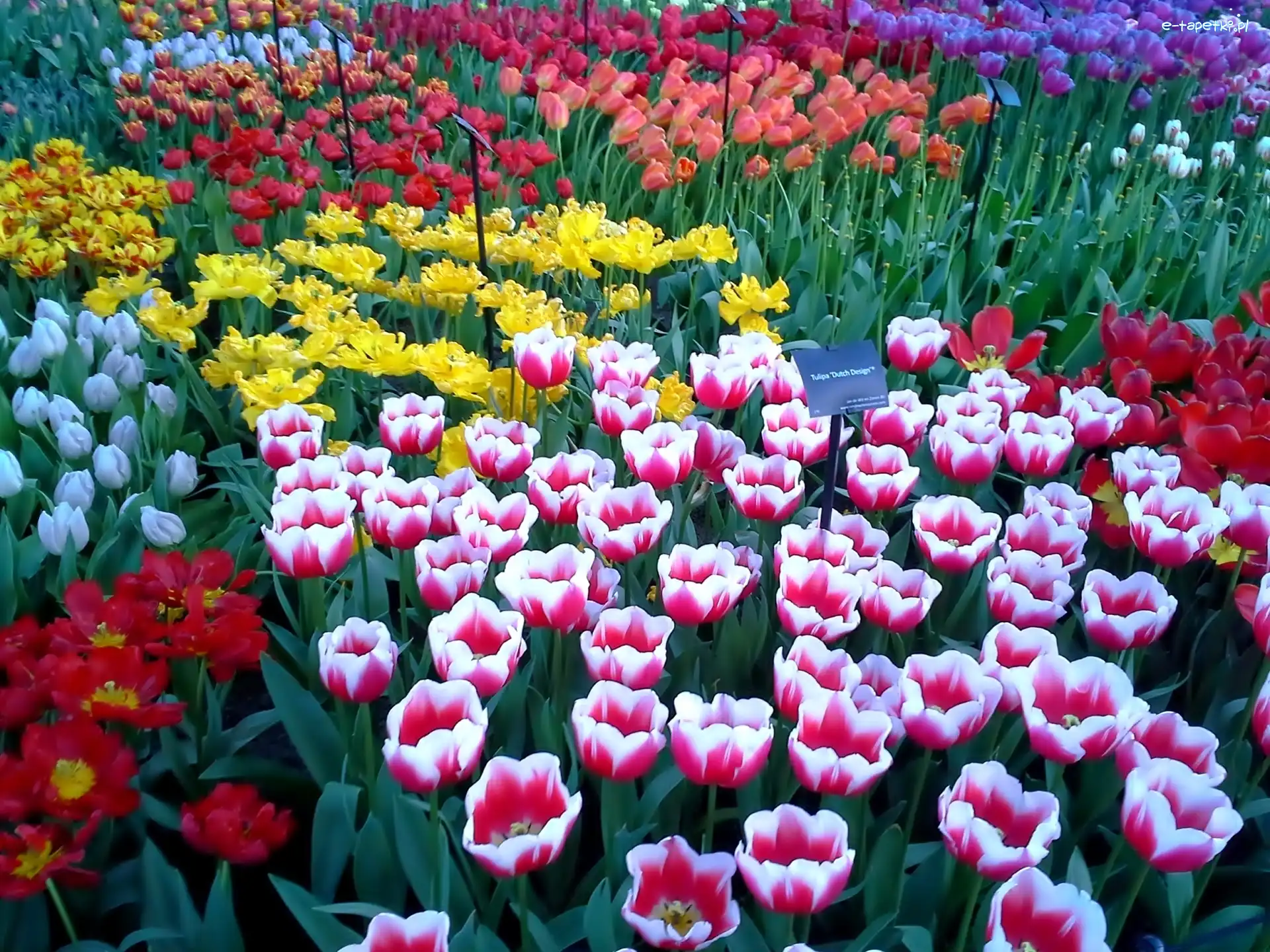 Tulipany, Kolorowe