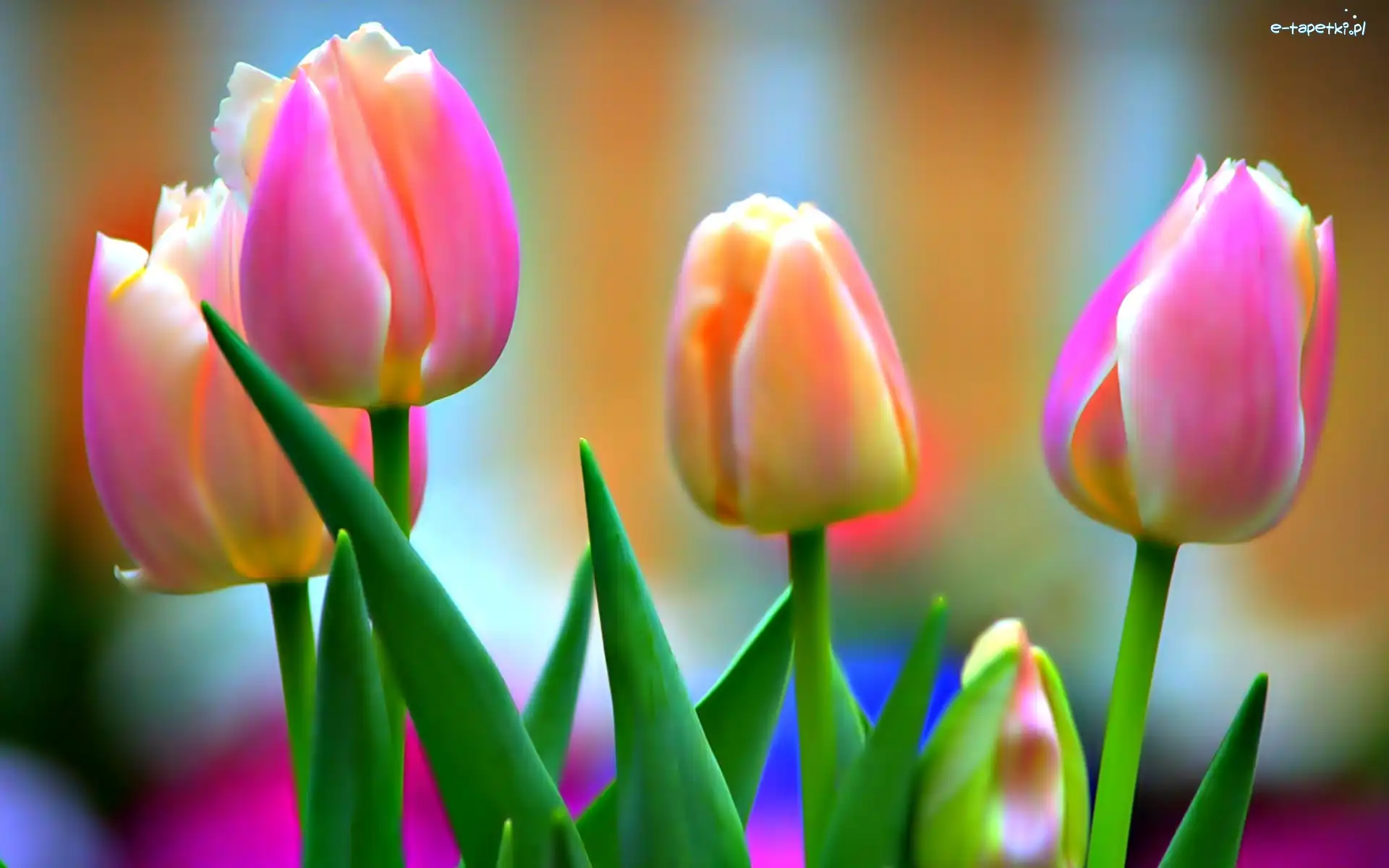 Tulipany, Kwiaty