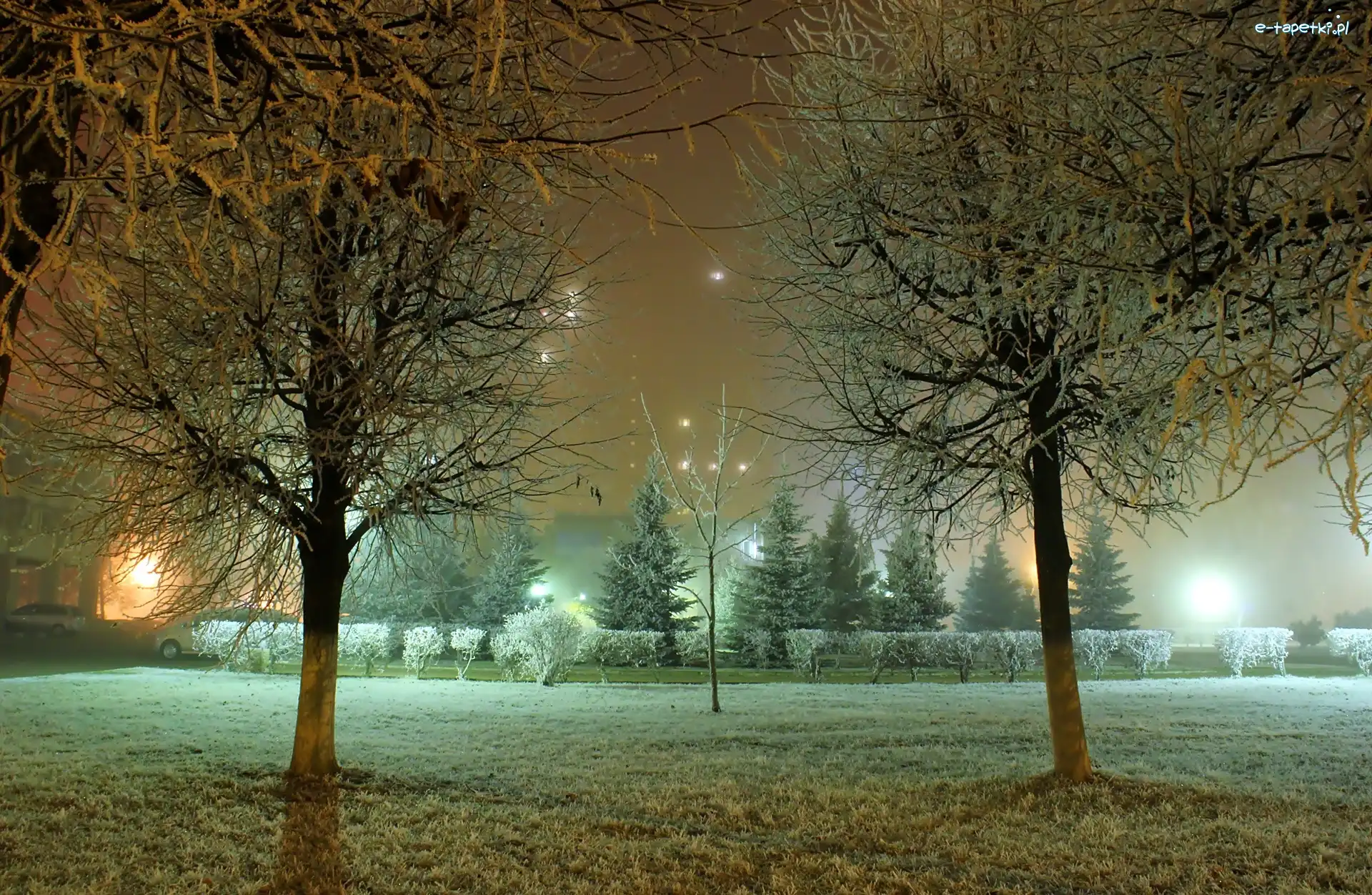Noc, Oświetlenie, Drzewa, Park