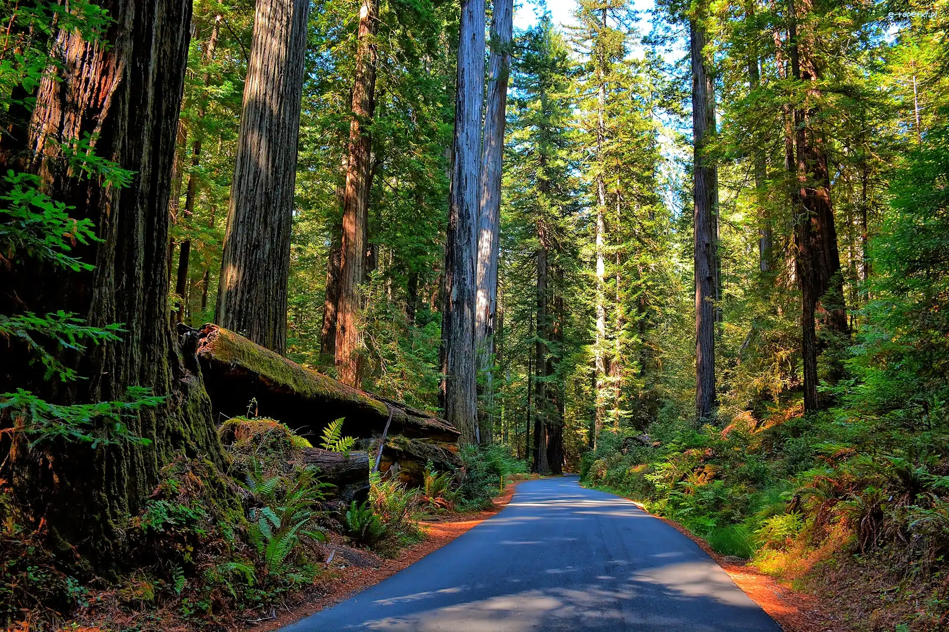 Stany Zjednoczone, Droga, Paprocie, Sekwoje, Las, Kalifornia, Park Narodowy Redwood