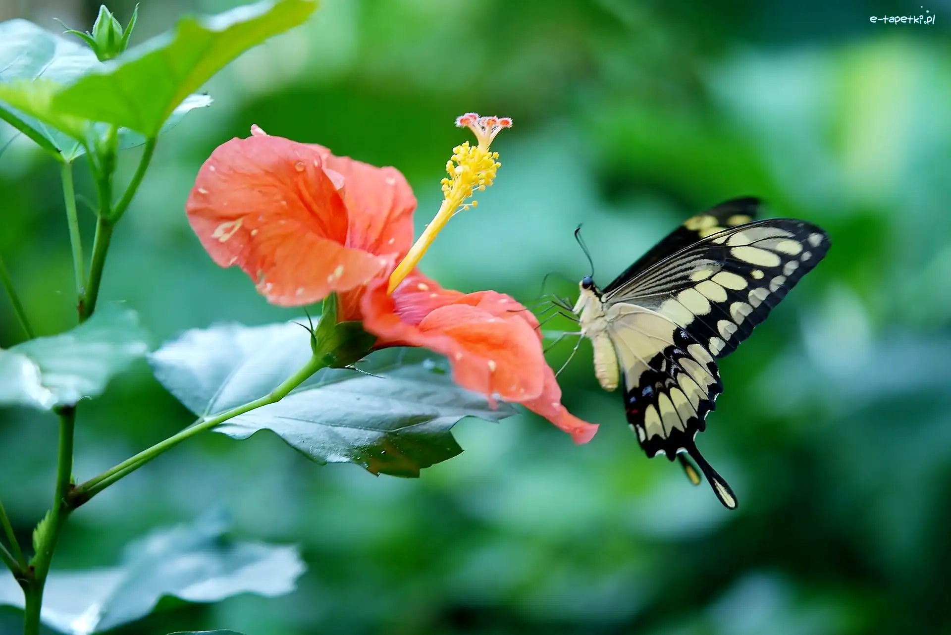 Hibiskus, Paź królowej, Motyl, Kwiat