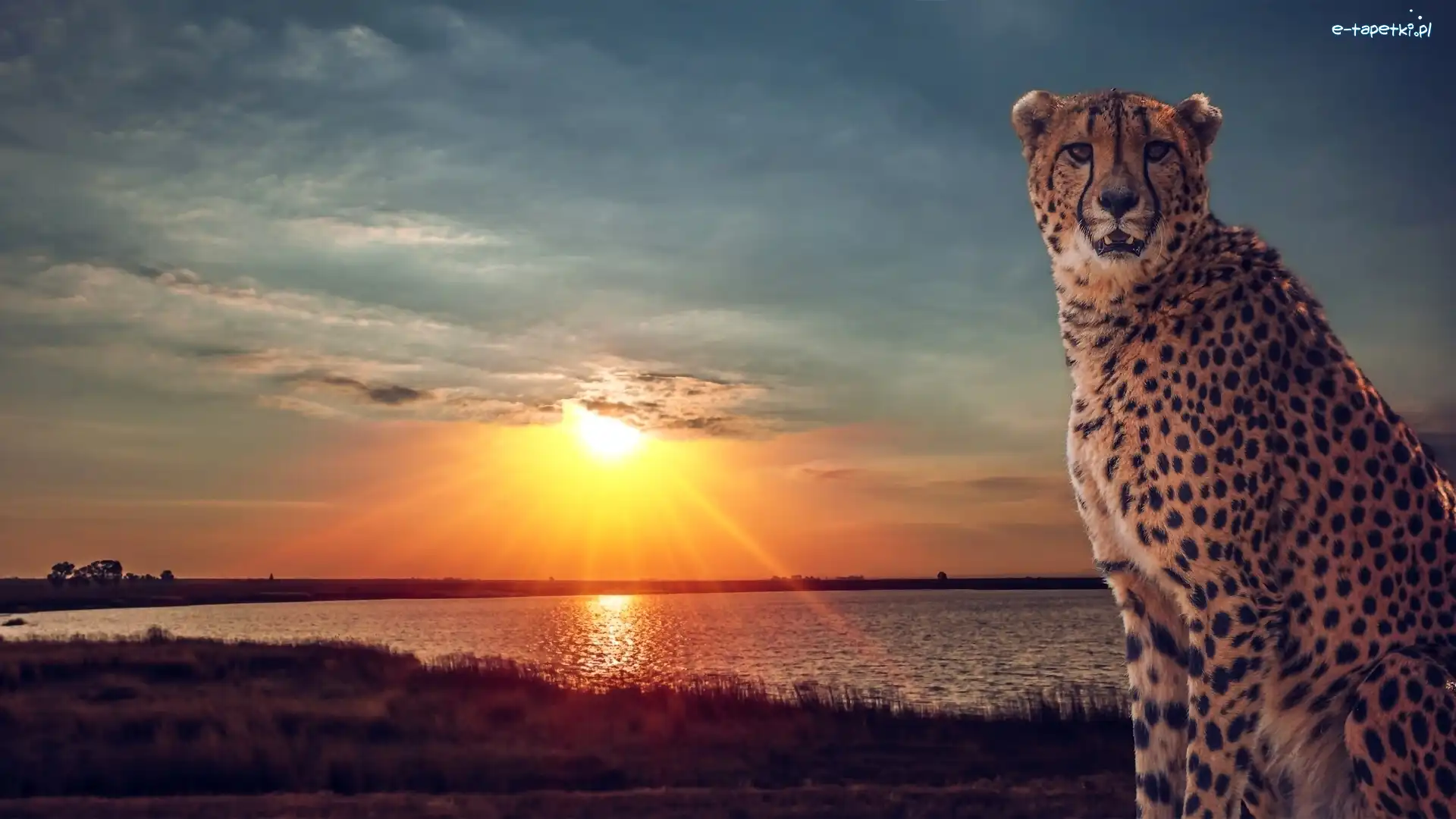 Jezioro, Słońca, Zachód, Gepard