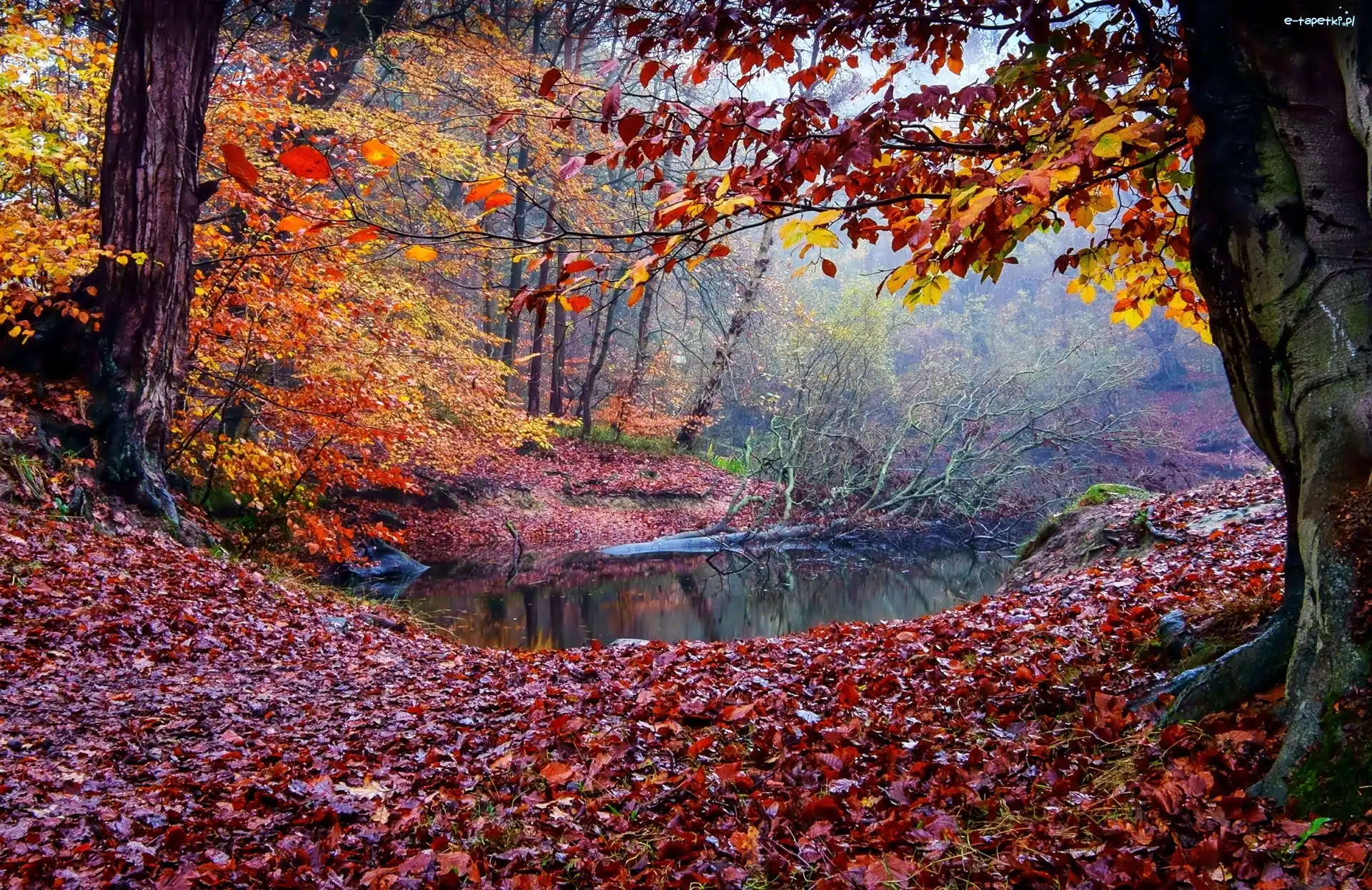 Las, Mgła, Rzeczka, Jesień
