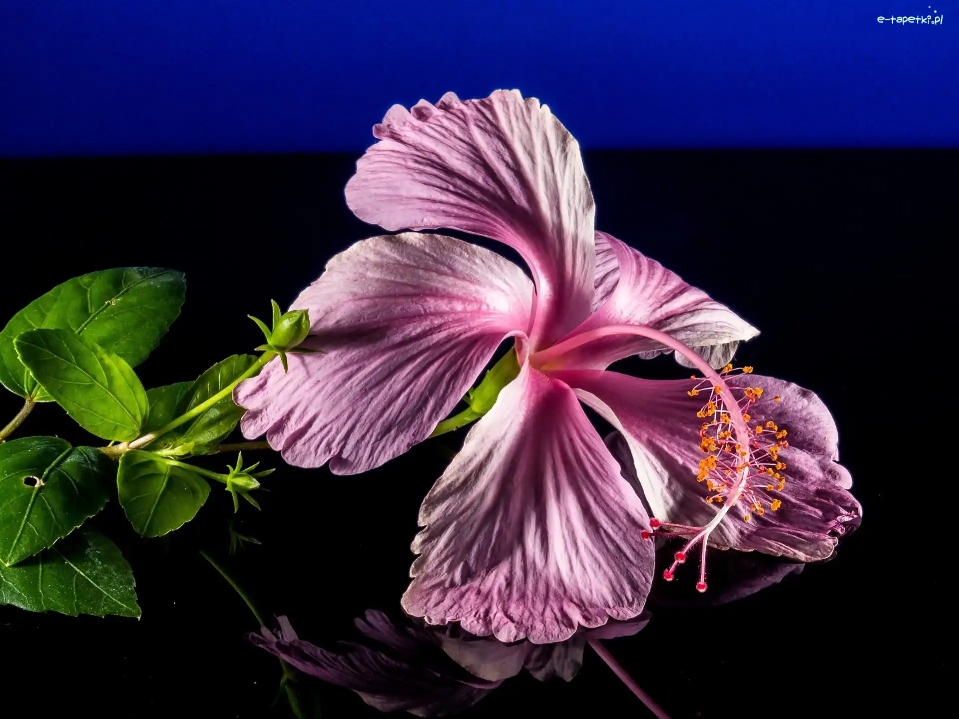 Hibiskus, Różowy, Kwiaty
