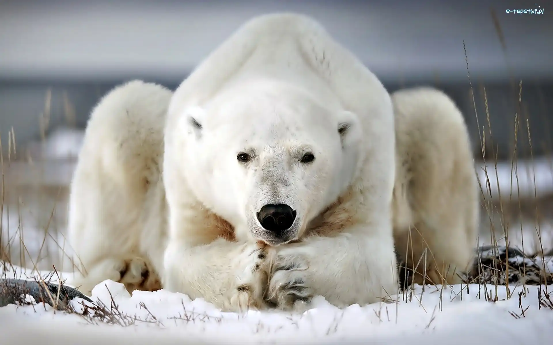 Polarny, Niedźwiedź