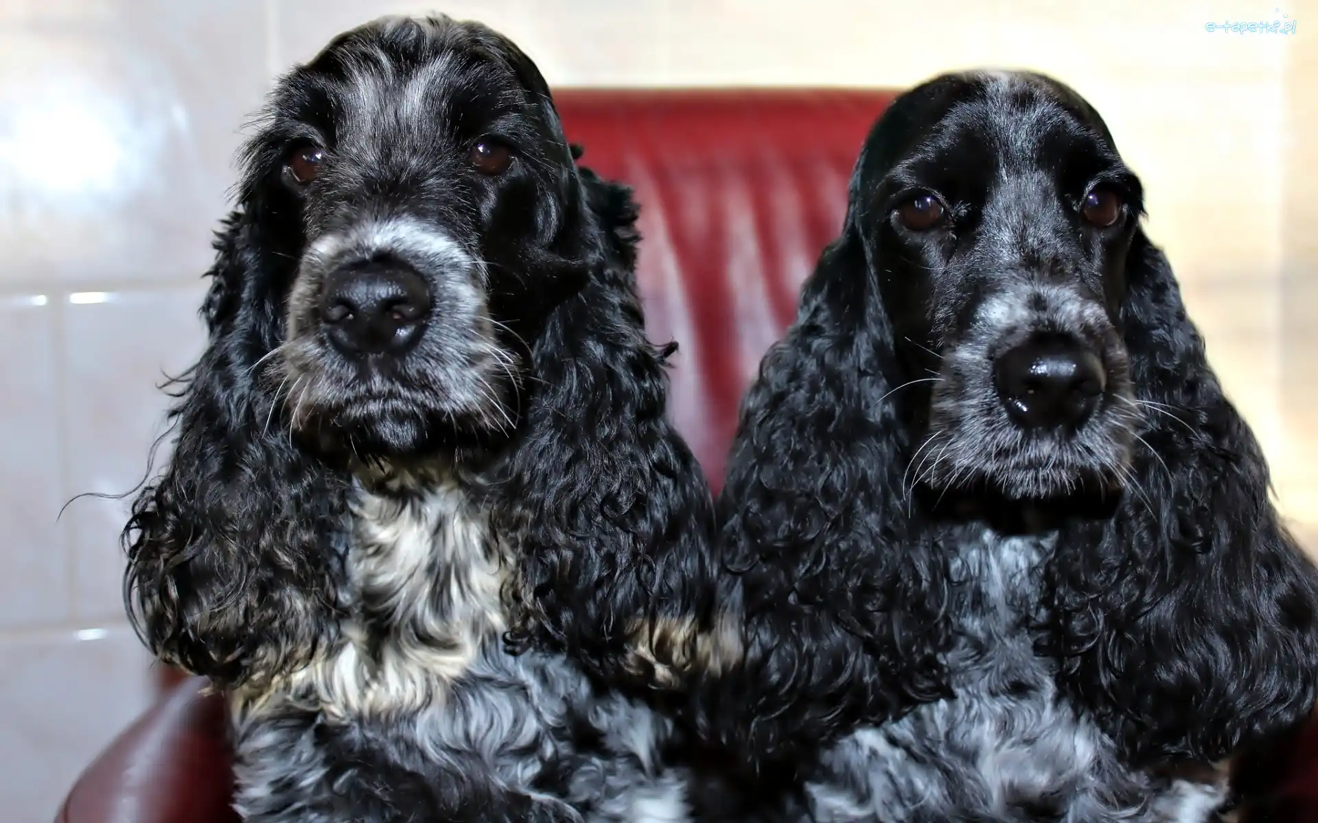Czarne, Spaniel, Psy, Dwa