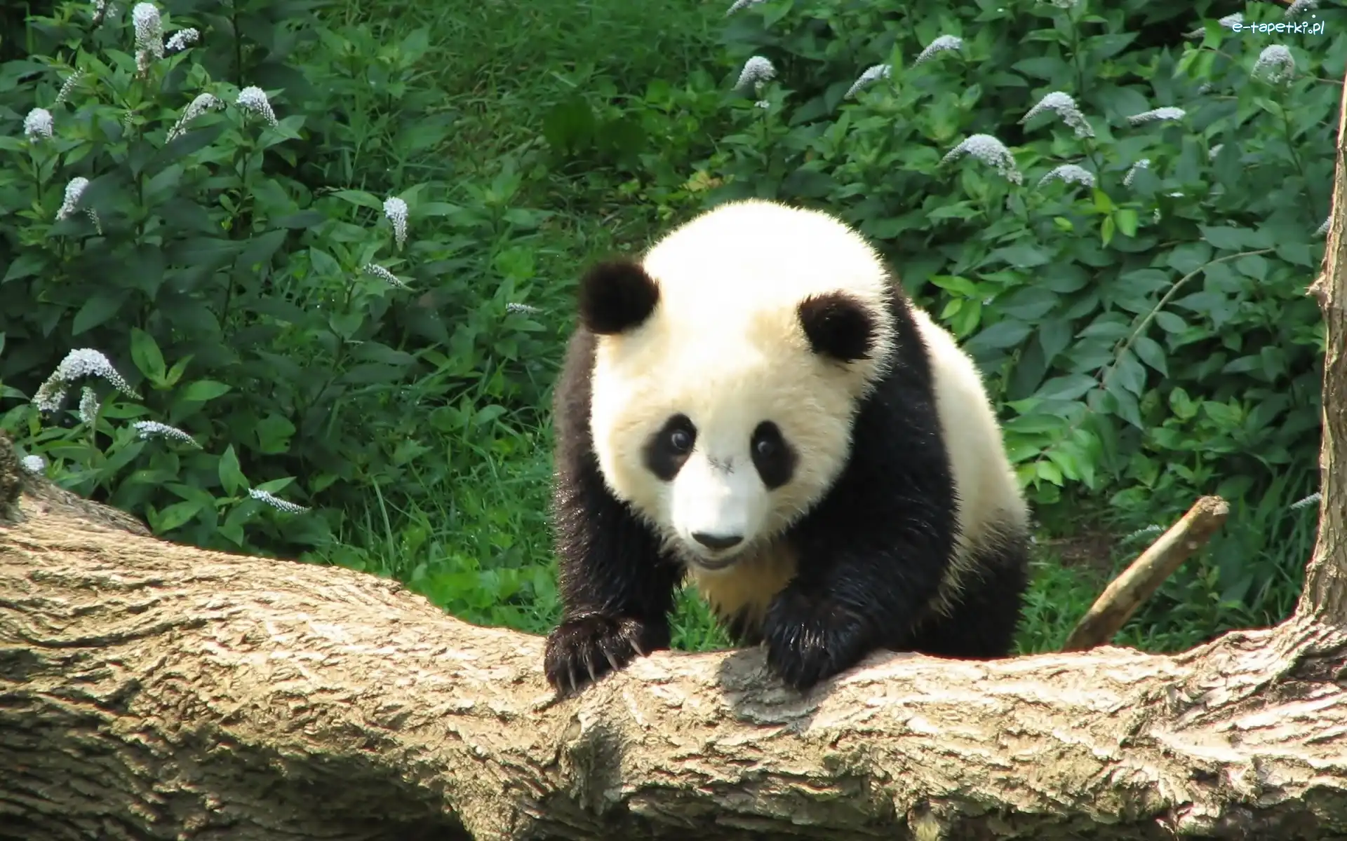 Kłoda, Panda
