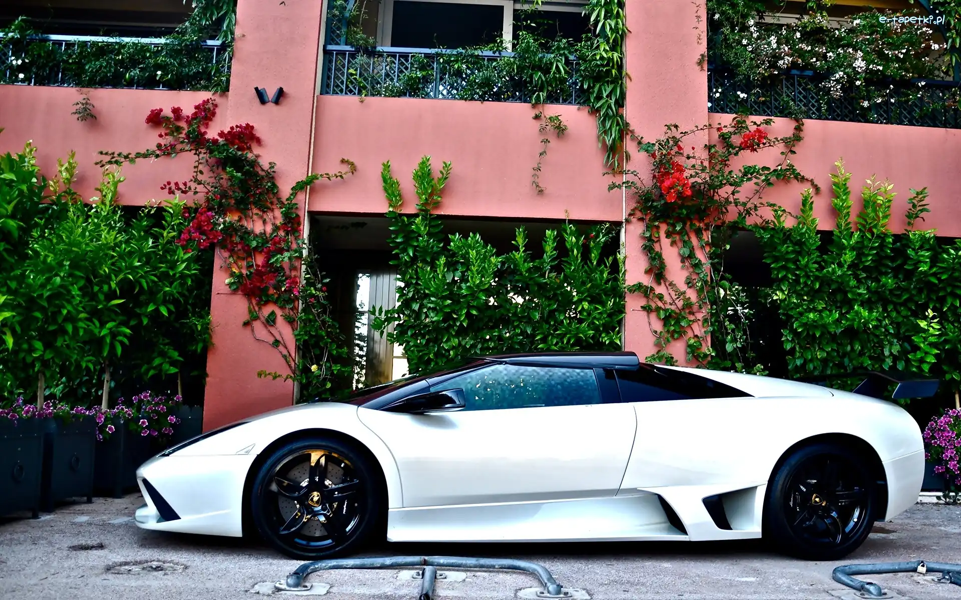 Dom, Biały, Samochód, Kwiaty, Murcielago, Lamborghini