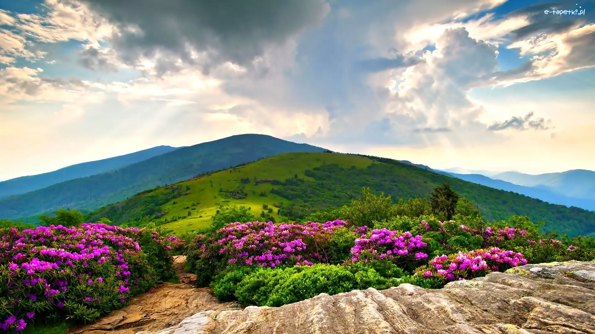 Krzewy, Zieleń, Rododendron, Góry