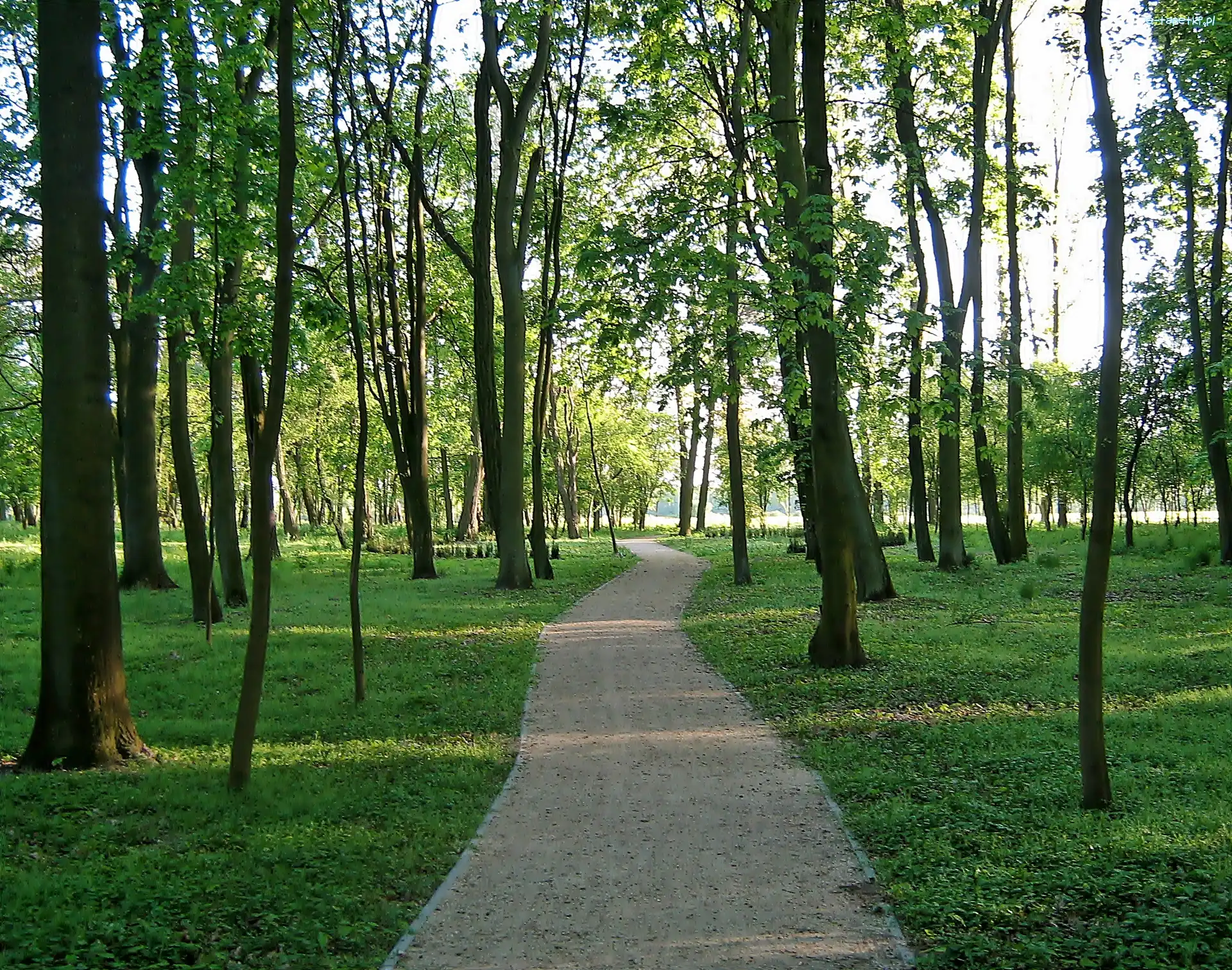 Drzewa, Ścieżka, Park