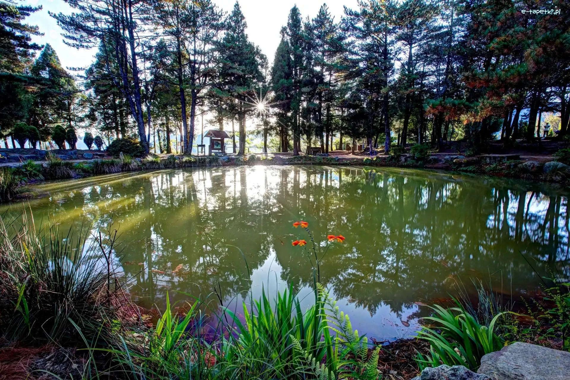 Park, Poranek, Staw, Słońca, Wschód