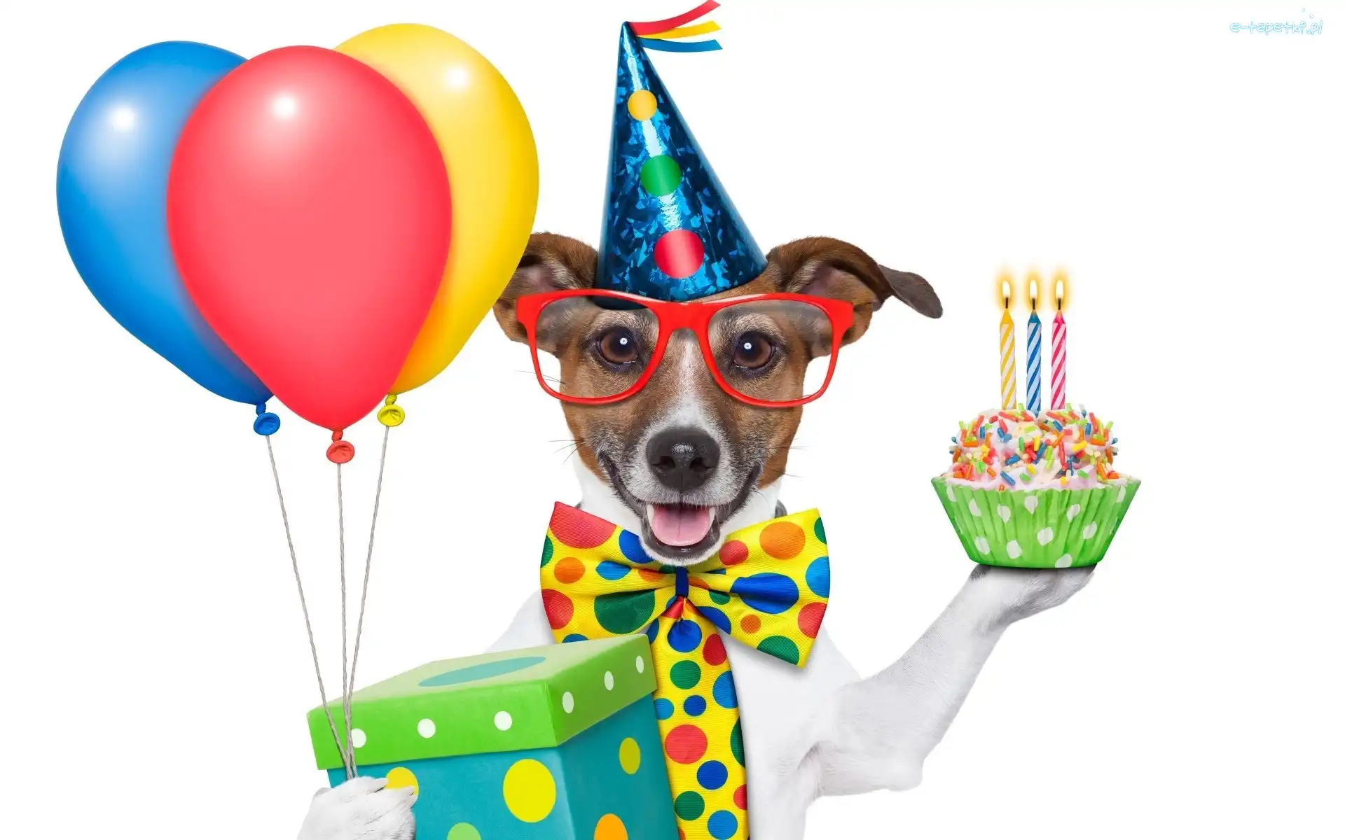 Pies, Balony, Śmieszne, Prezent, Okulary