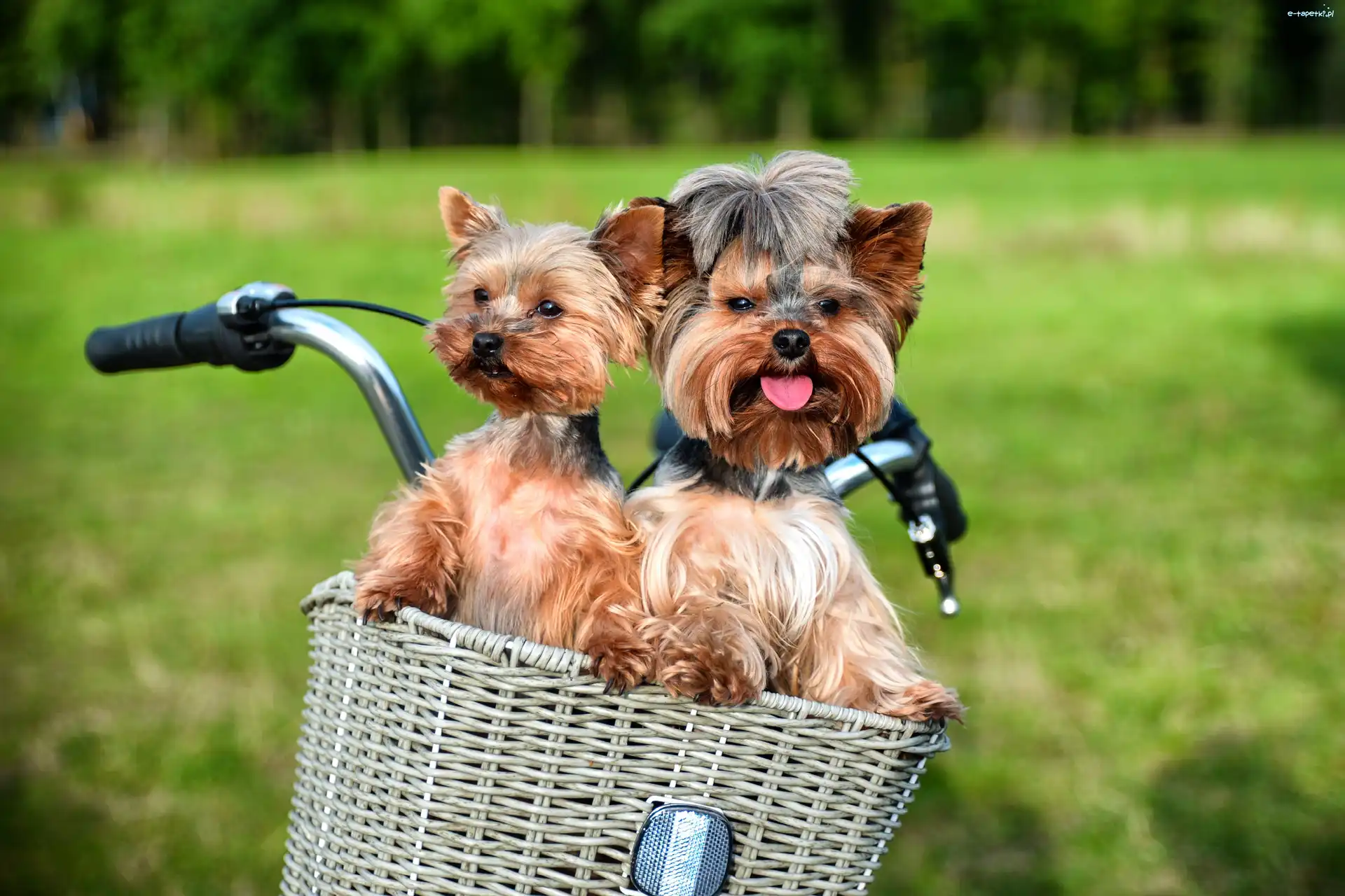 Rower, Koszyk, Yorkshire Terrier