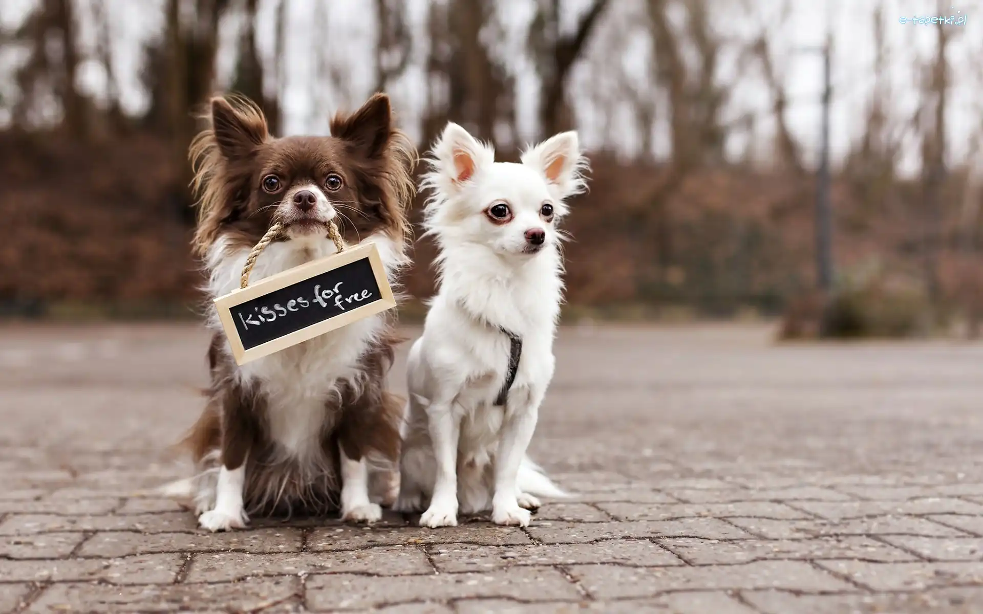 Psy, Chihuahua, Tabliczka, Pieski