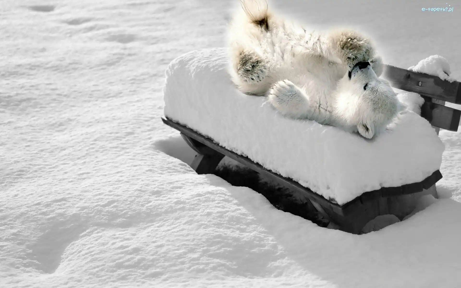 Zima, Niedźwiedź, Śnieg, Polarny, Niedźwiadek