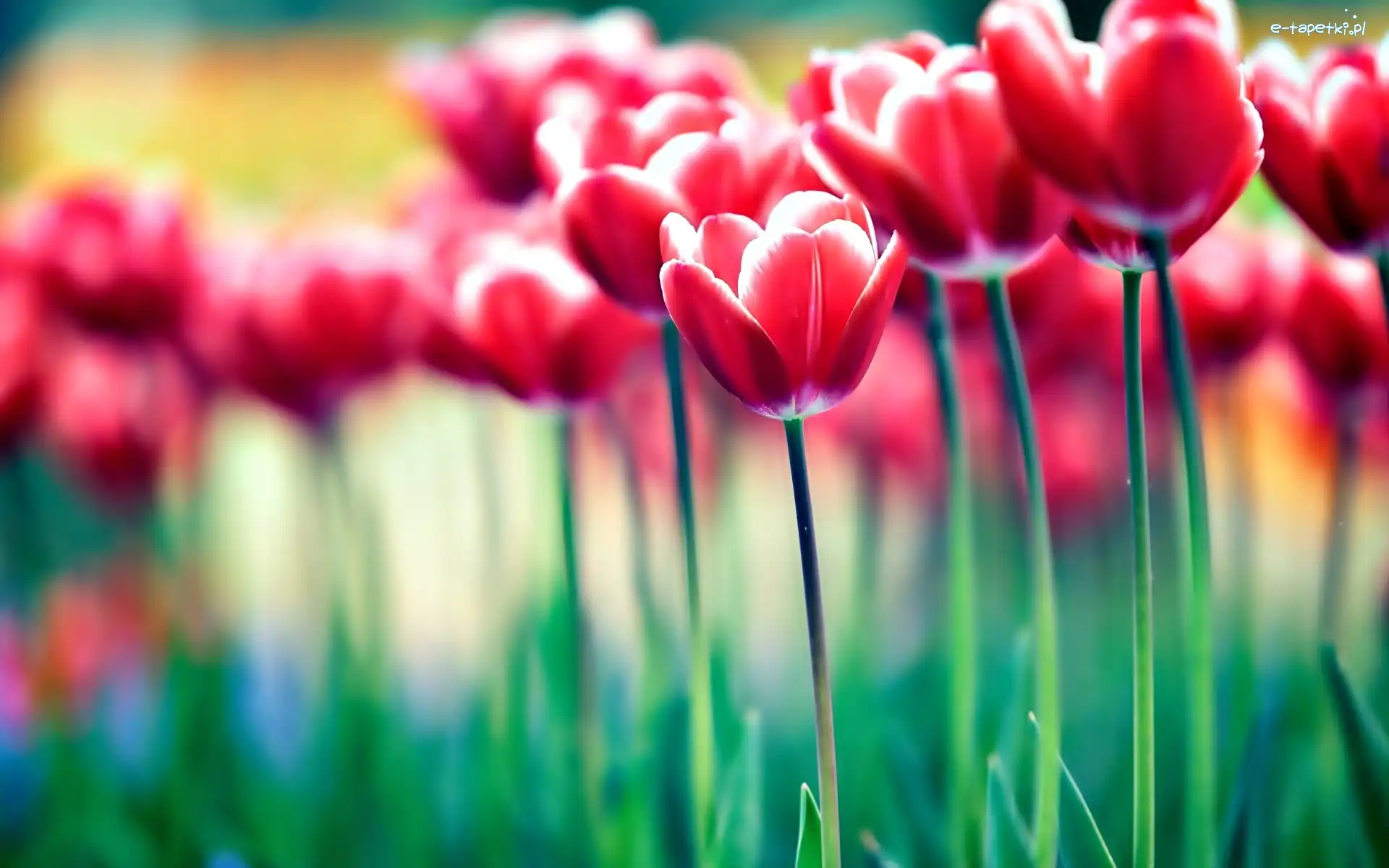 Rozmycie, Tulipany, Czerwone