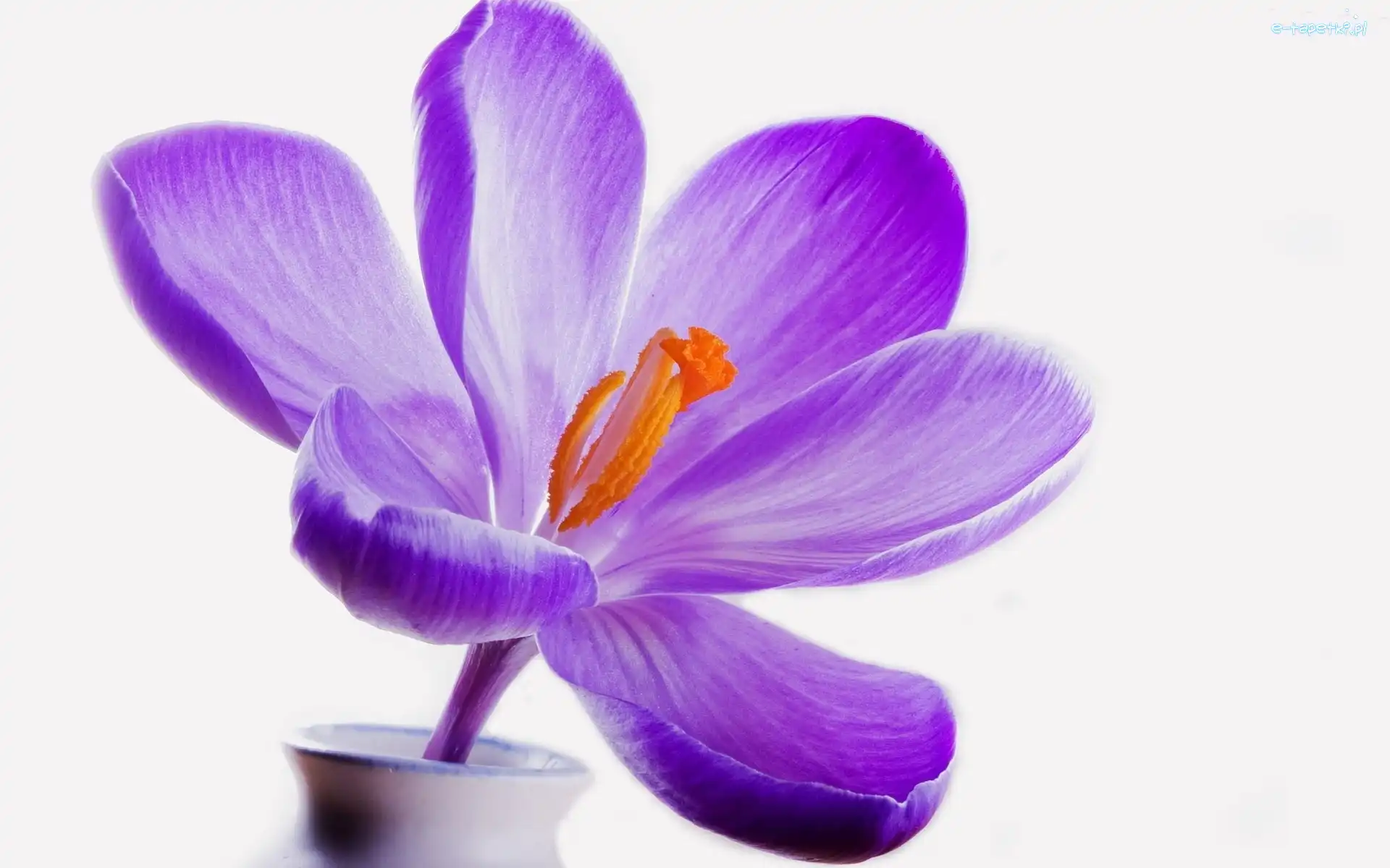 Krokus, Kwiaty