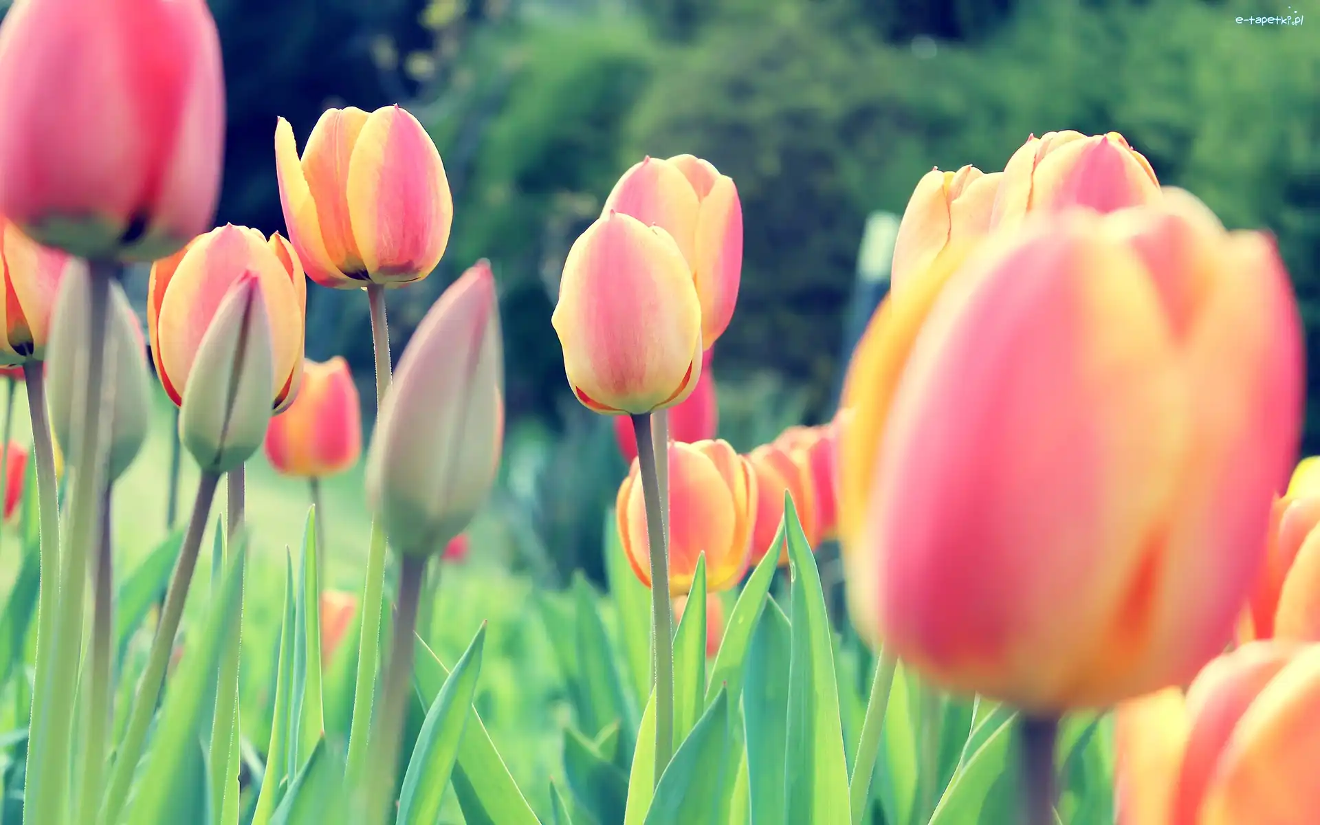 Kwiaty, Tulipany, Tulipan