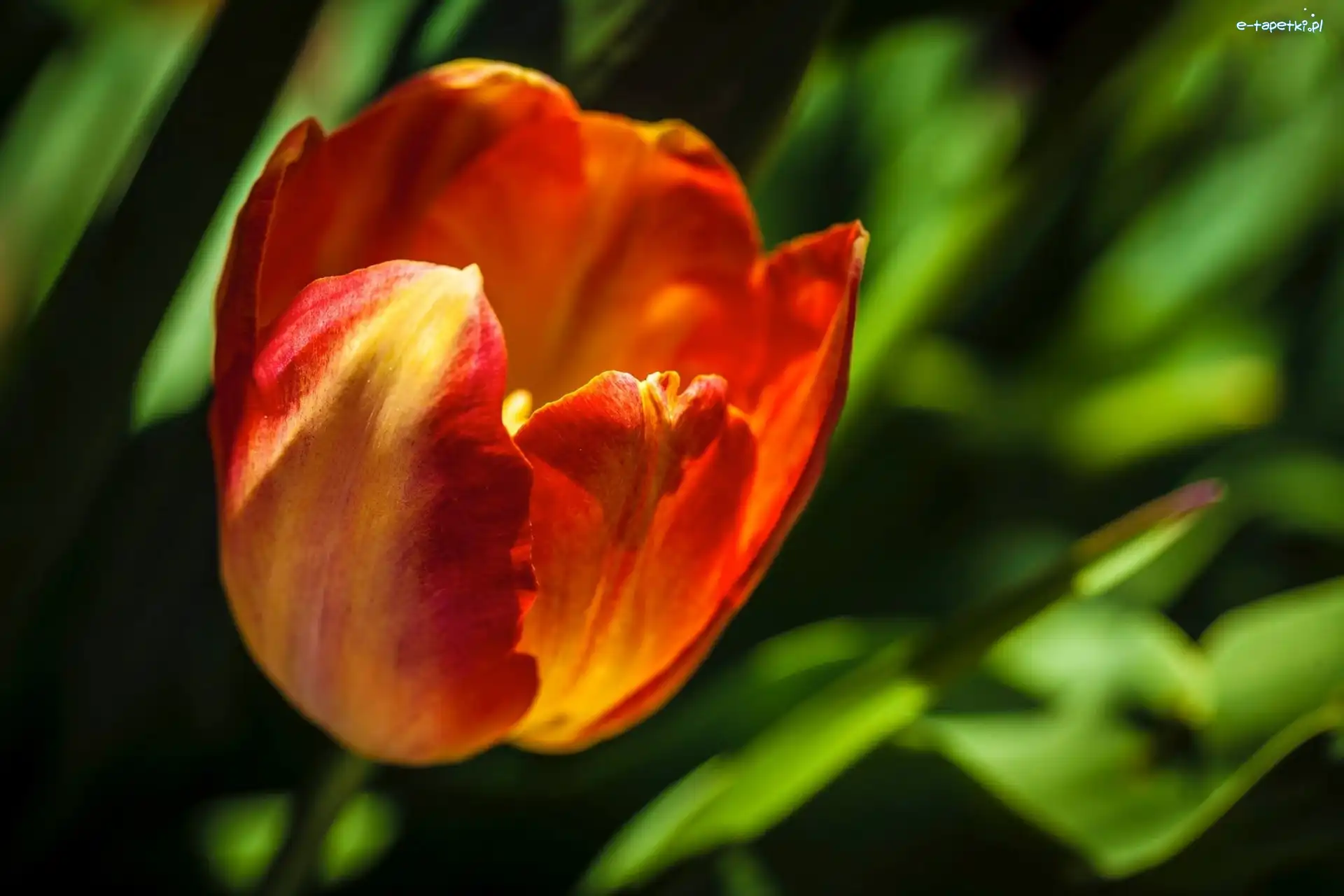 Tulipan, Czerwony