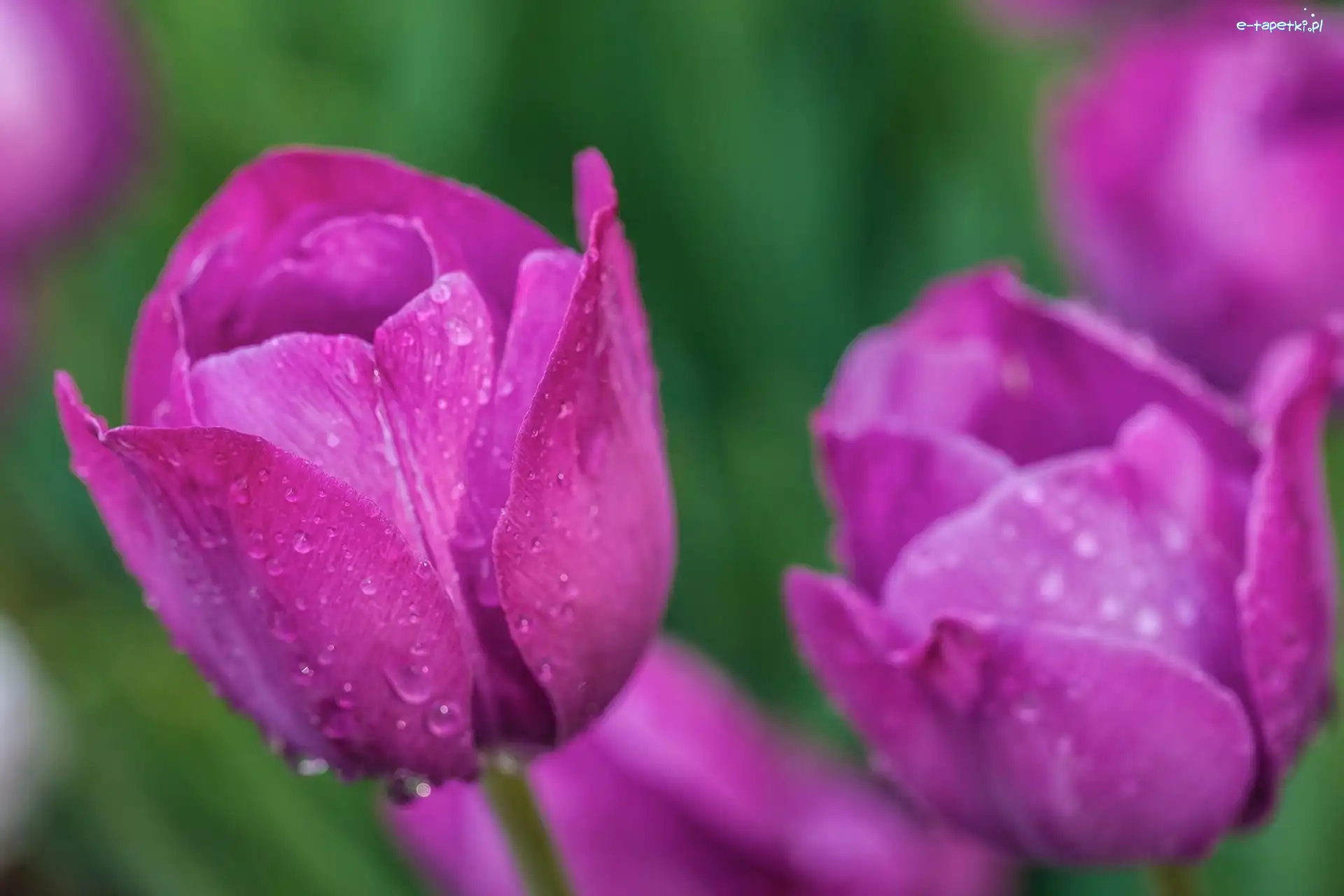 Rosy, Krople, Tulipany