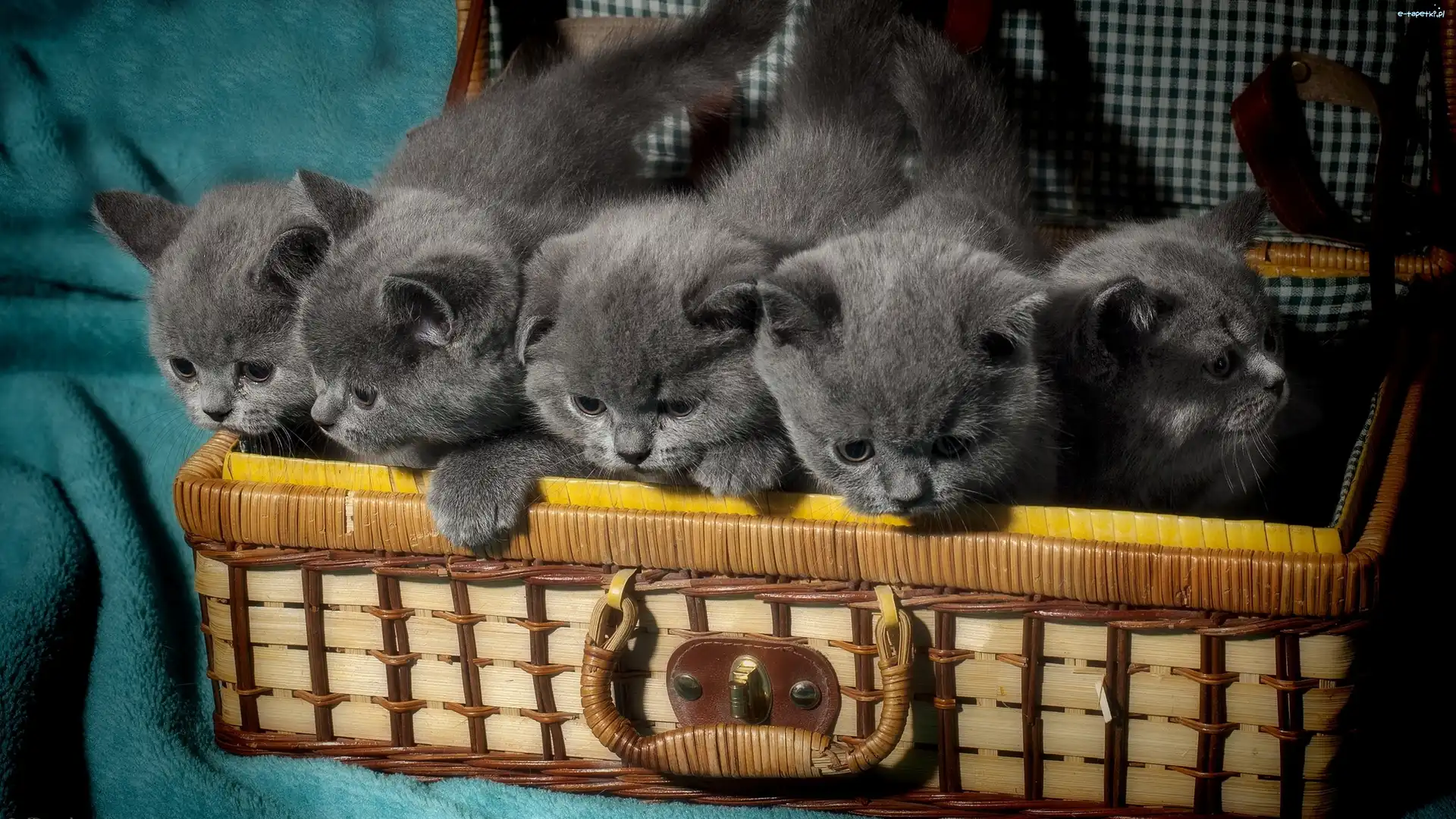 Małe, Kosz, Słodkie, Kotki