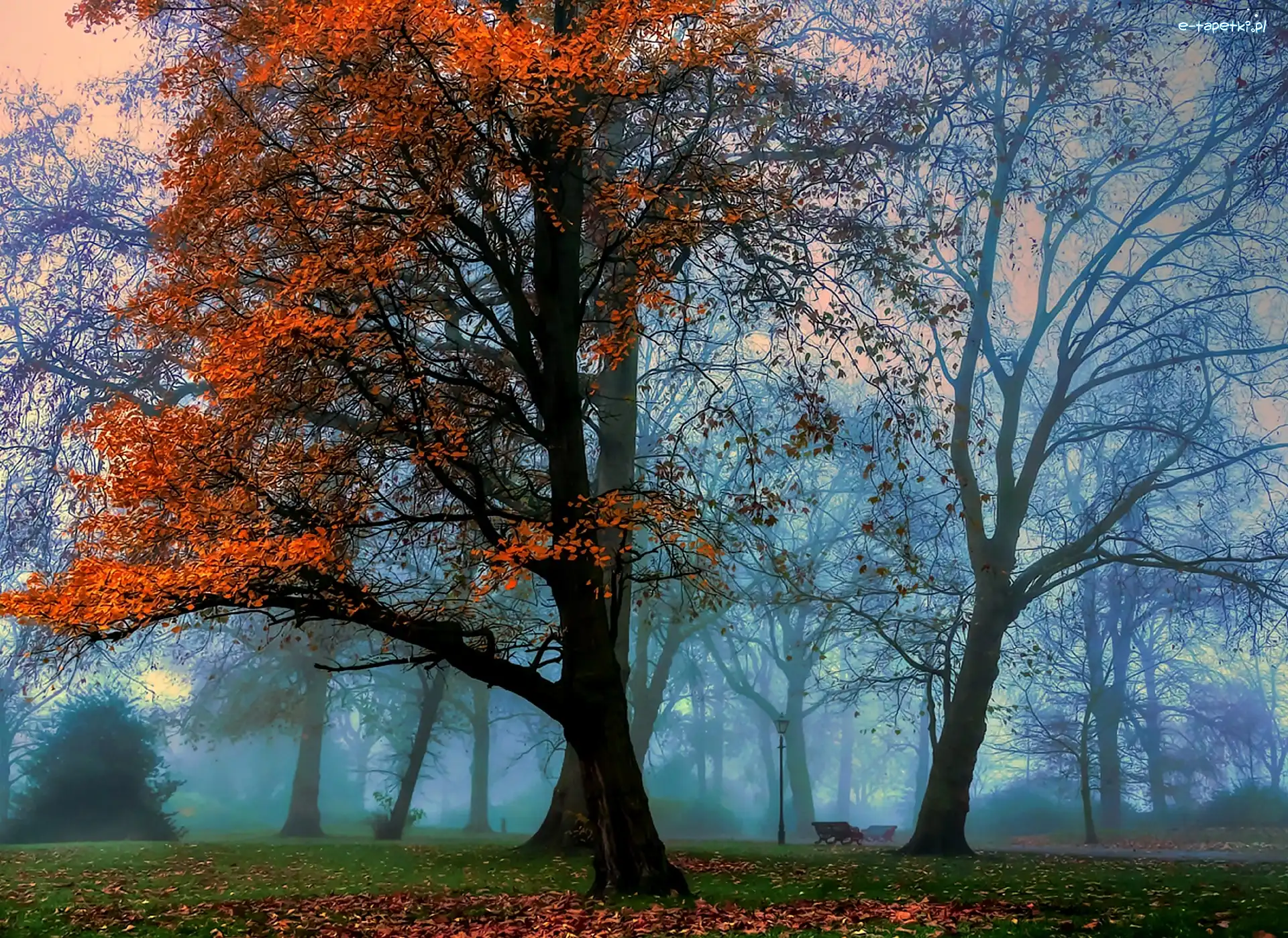 Drzewa, Mgła, Park