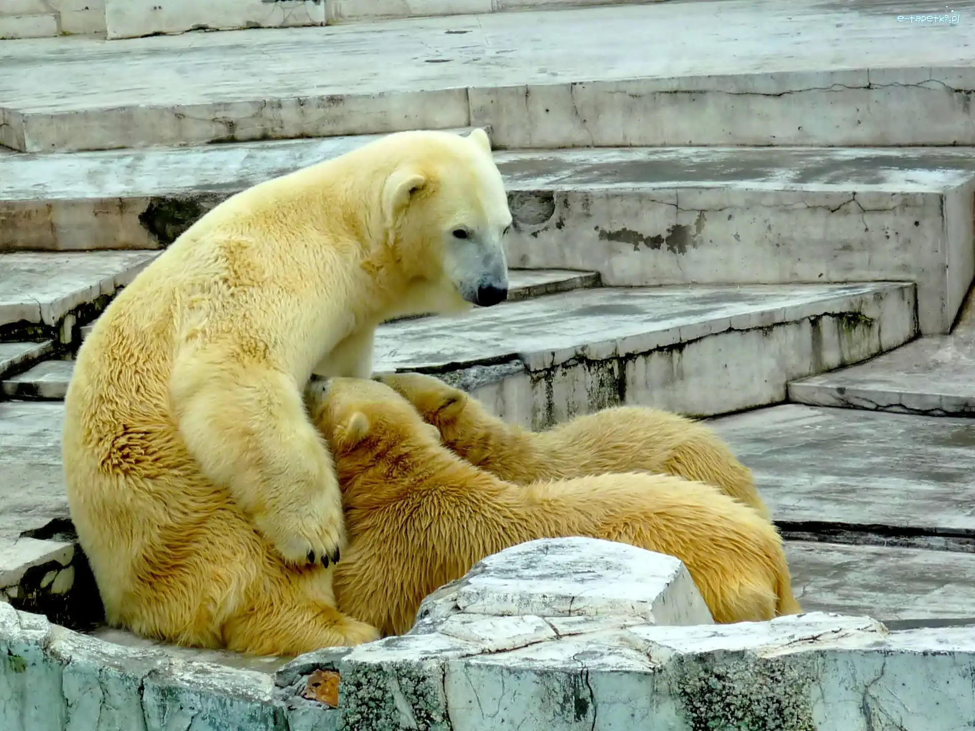 Zoo, Niedźwiadki, Niedźwiedzica