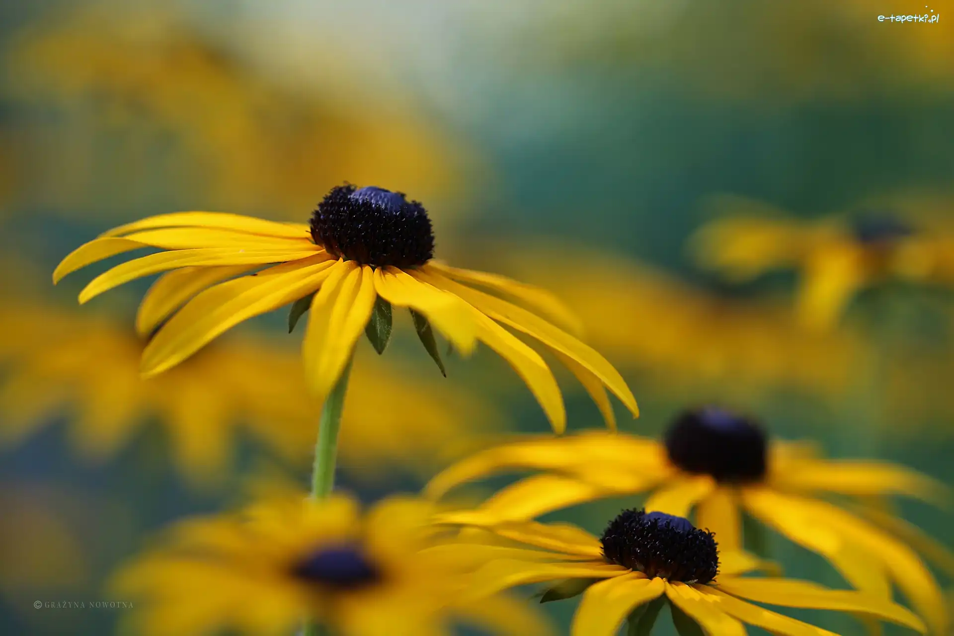 Kwiat, Żółty, Rudbekia