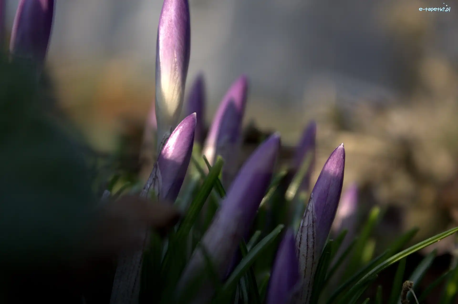 Fioletowy, Krokus, Kwiat