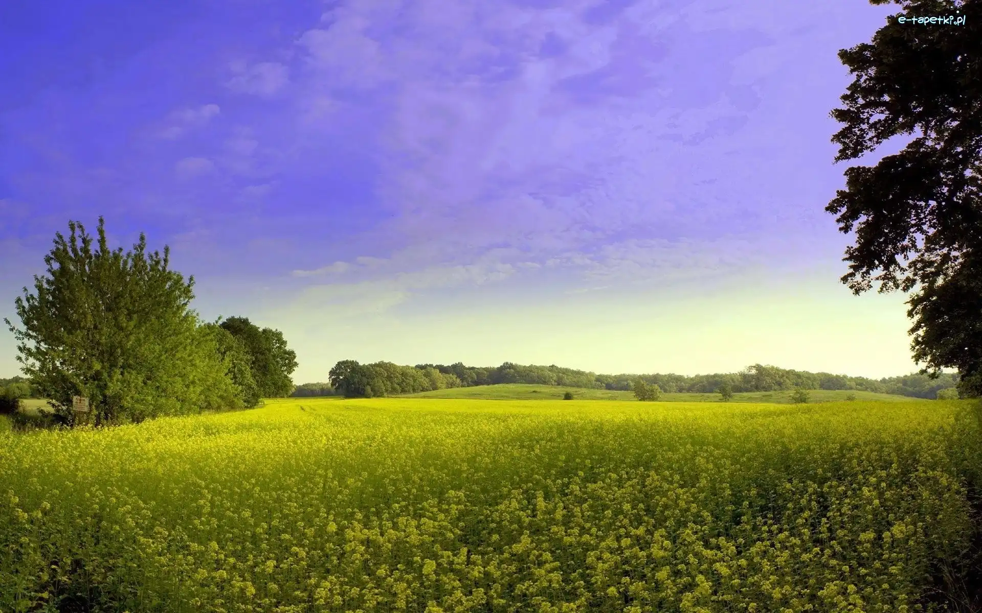 Drzewo, Lato, Łąka