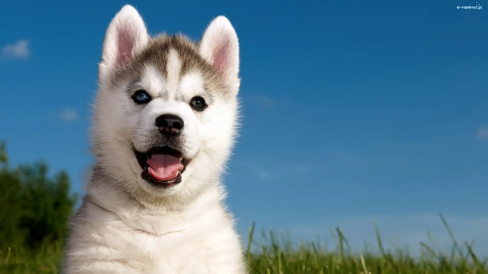 Szczeniak, Słodki, Siberian Husky