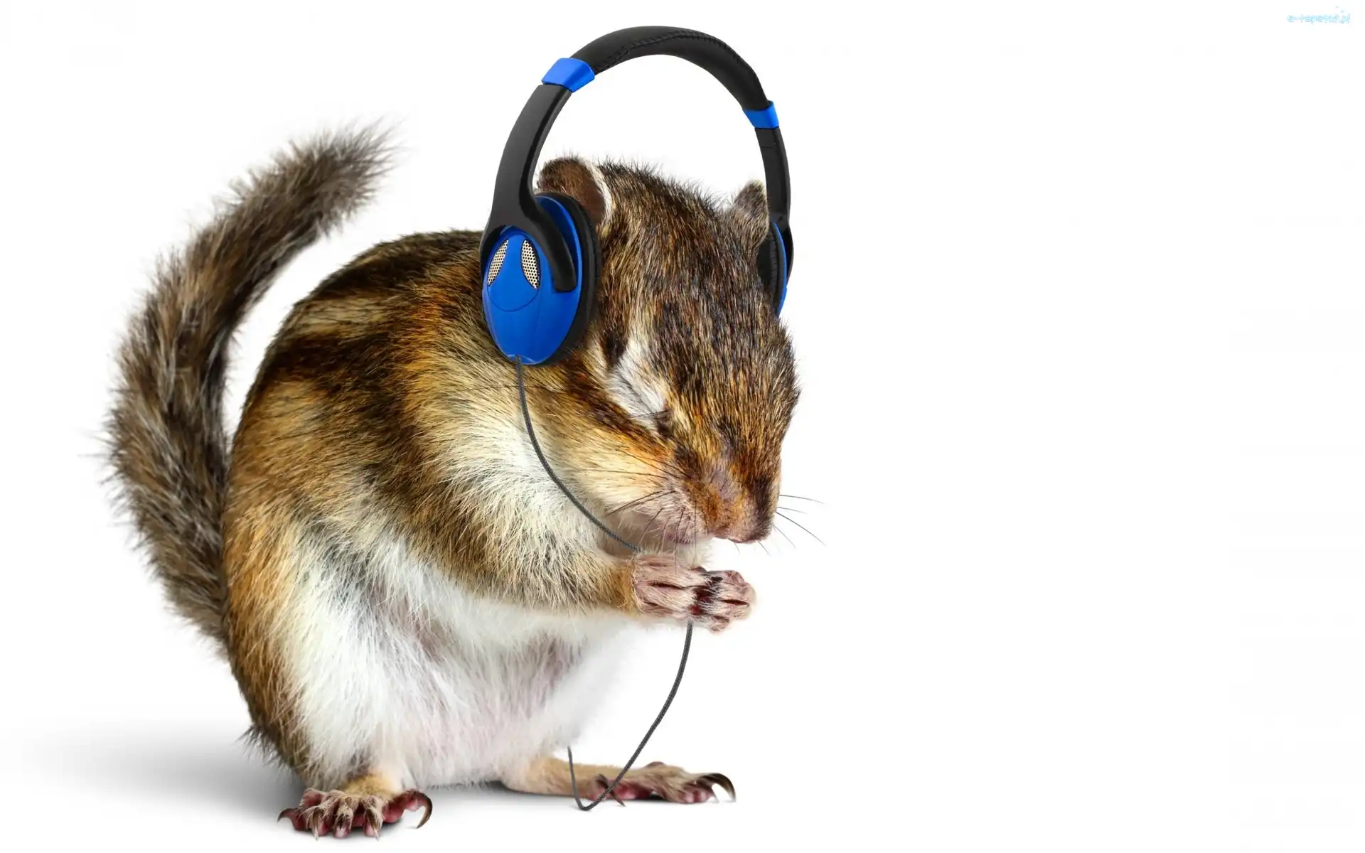 Słuchawki, Chipmunk