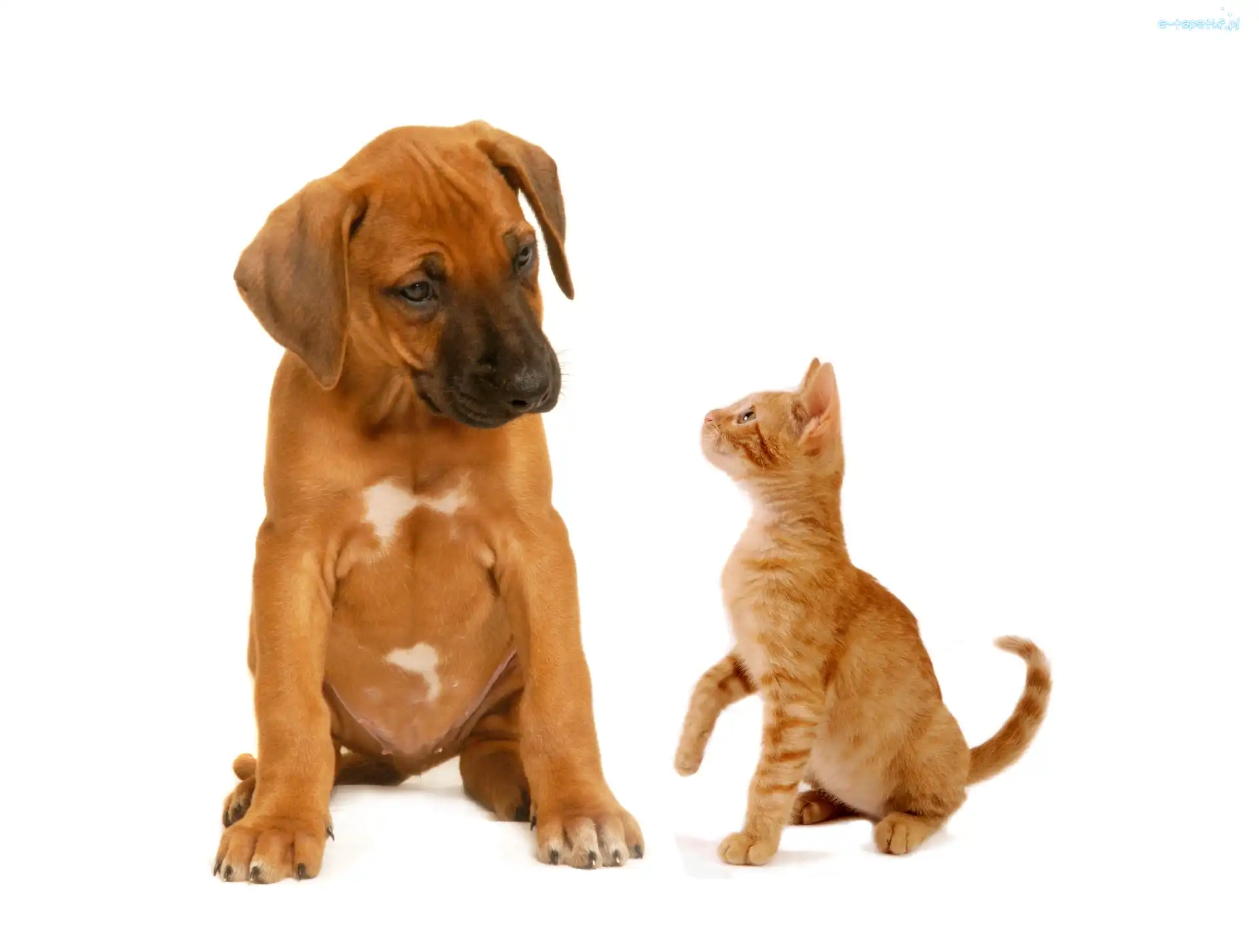 Kot, Rhodesian ridgeback, Śmieszne, Pies