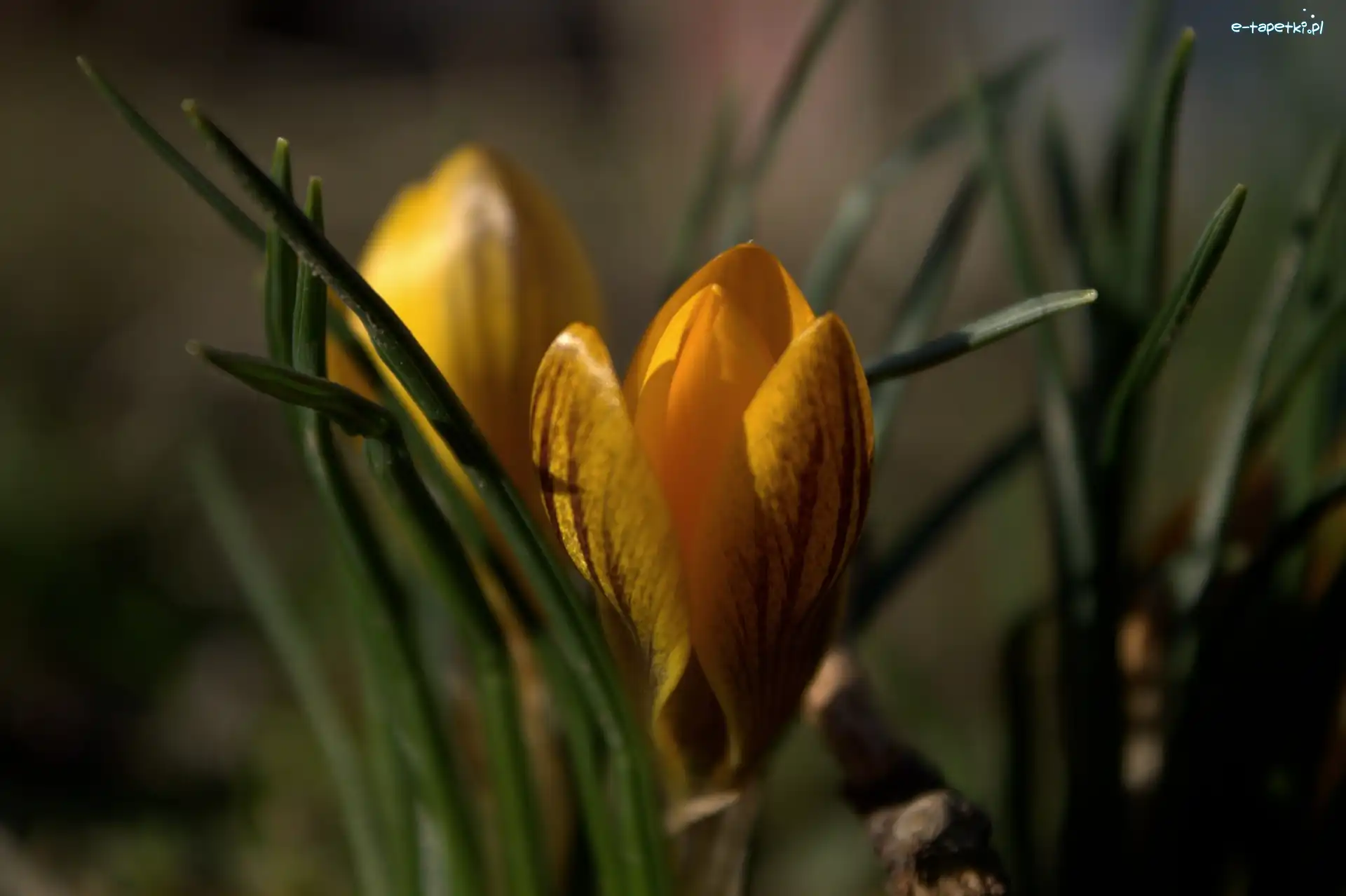 Kwiat, Żółty, Krokus