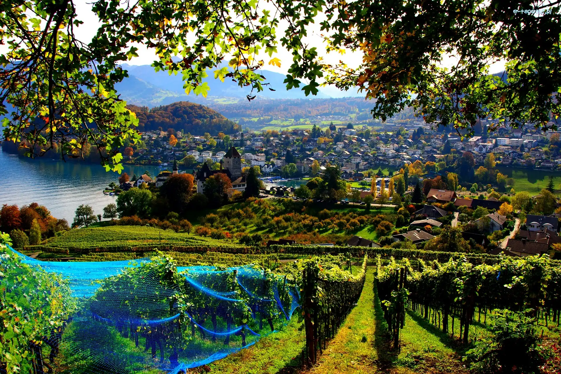 Winnica, Miasto, Panorama, Szwajcaria, Spiez